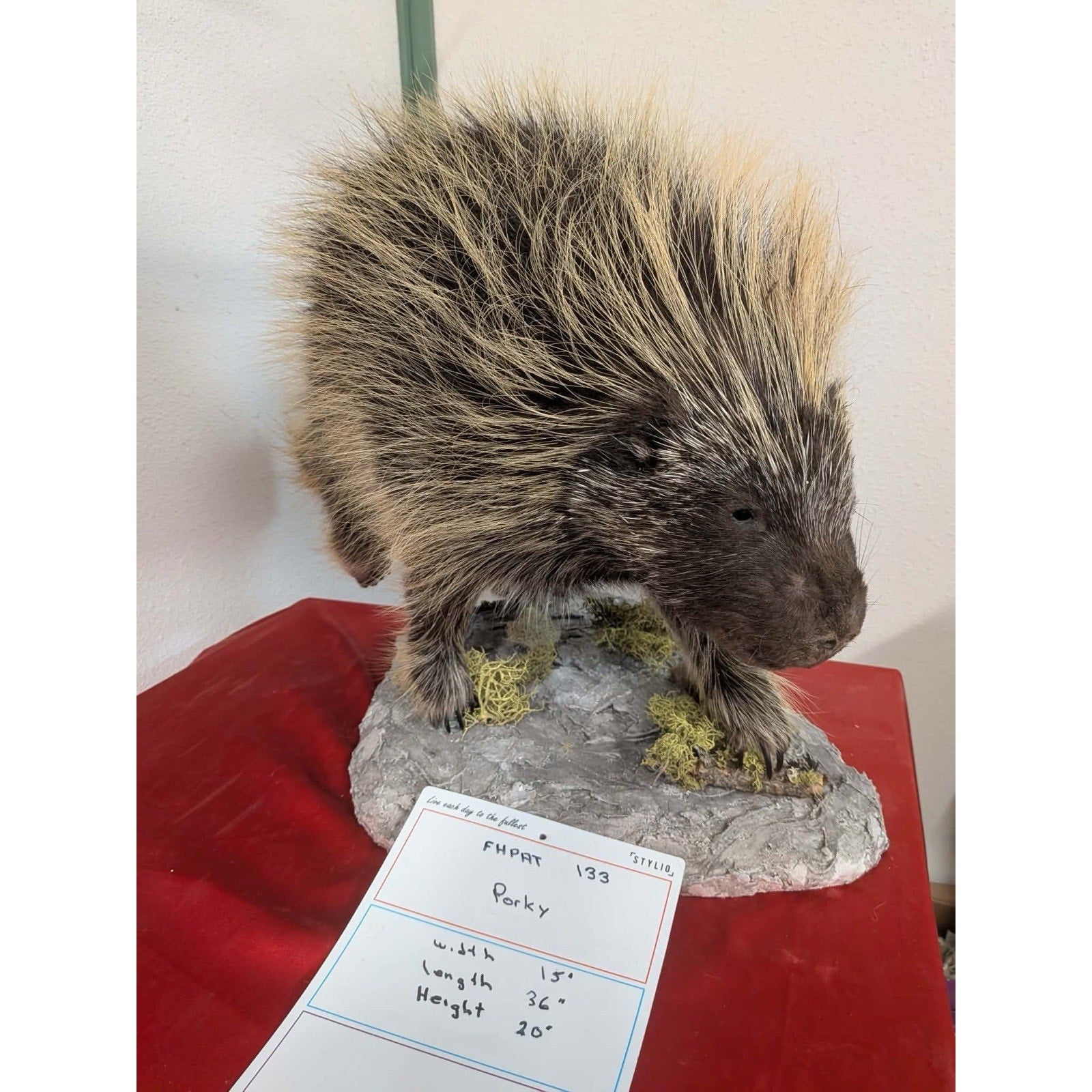 FHPAT133- Beautiful Montana Prime Winter Porcupine Full Taxidermy Mount