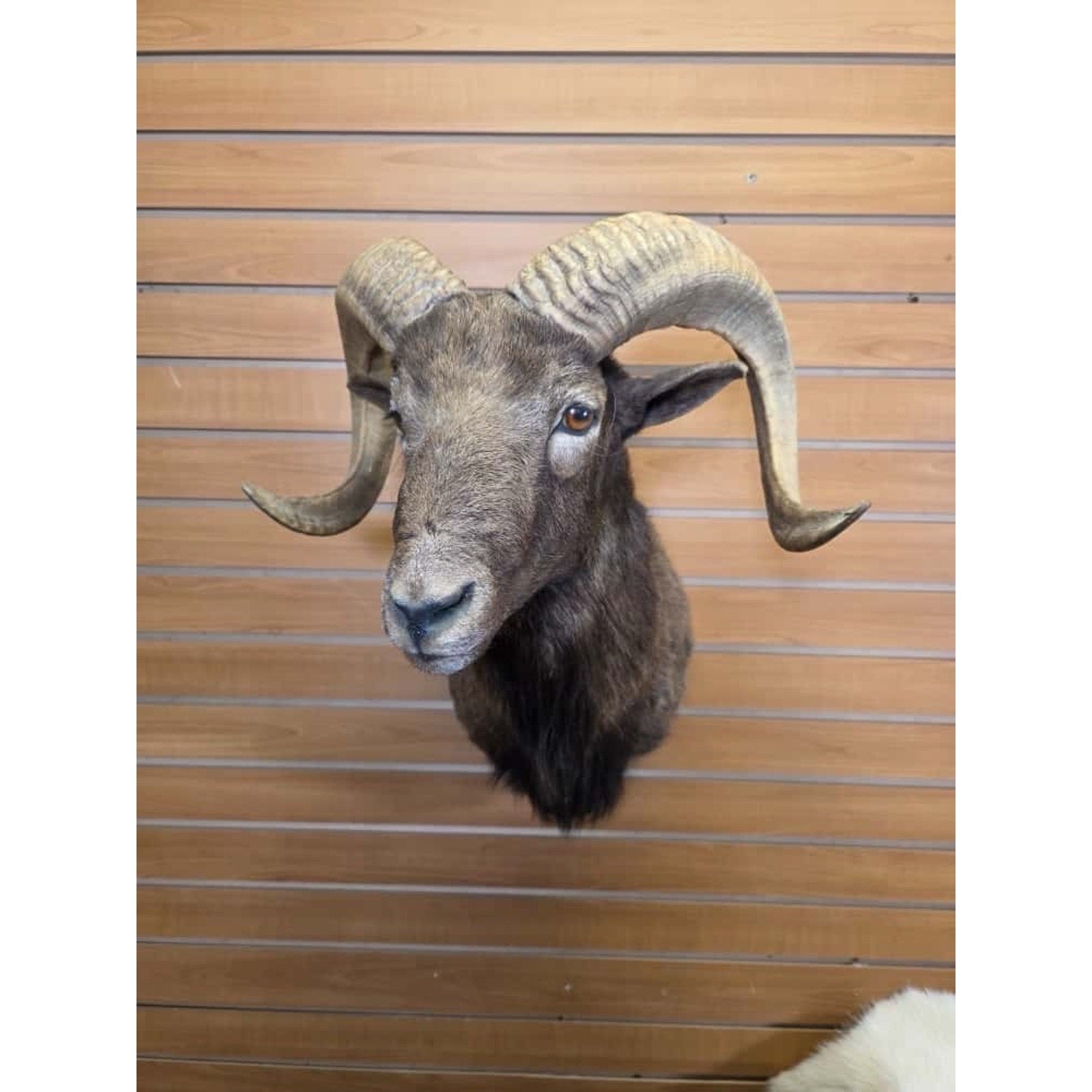 FHMN18 - Mouflon Ram taxidermy shoulder mount