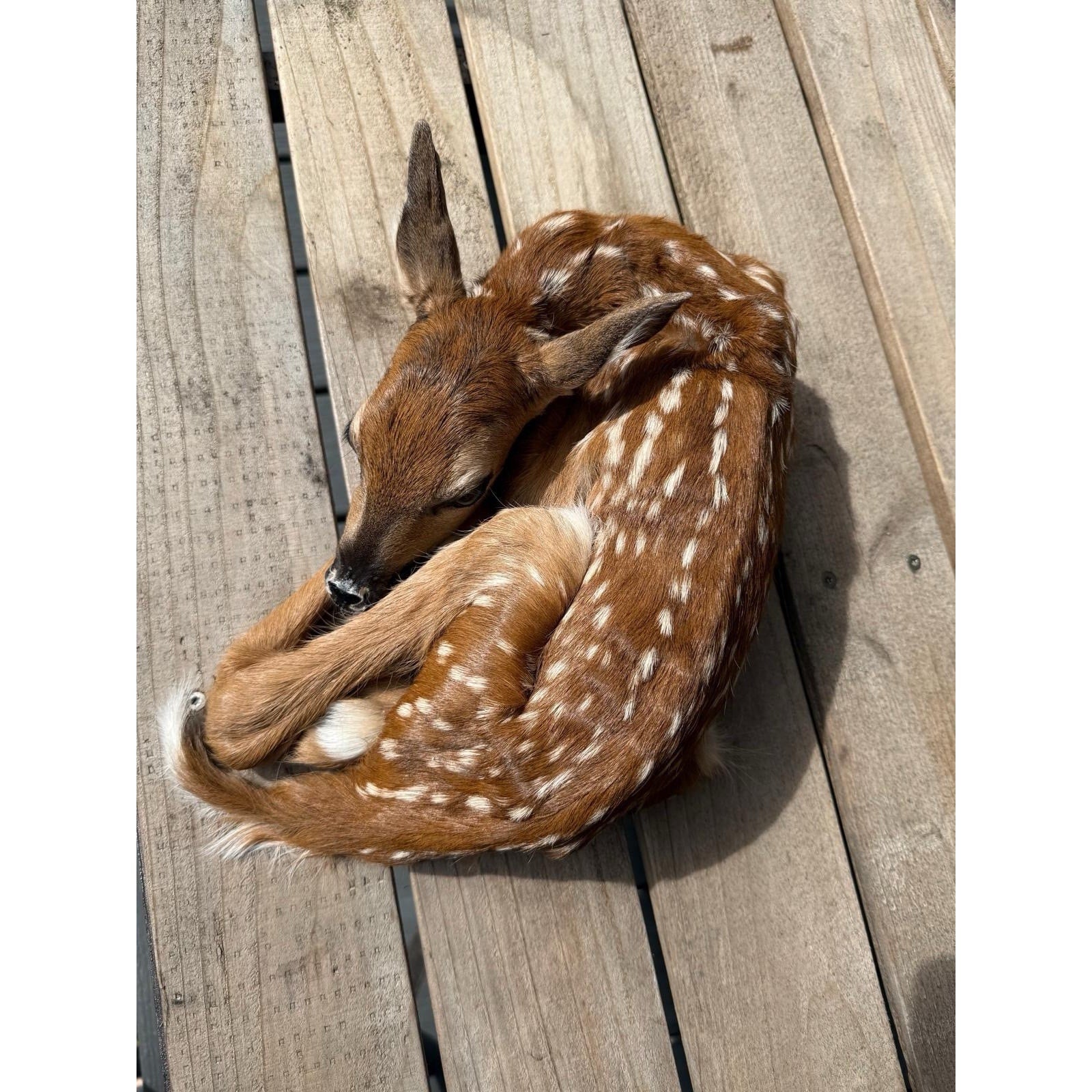 FHWAF3 - Fawn Lifesize Taxidermy Mount