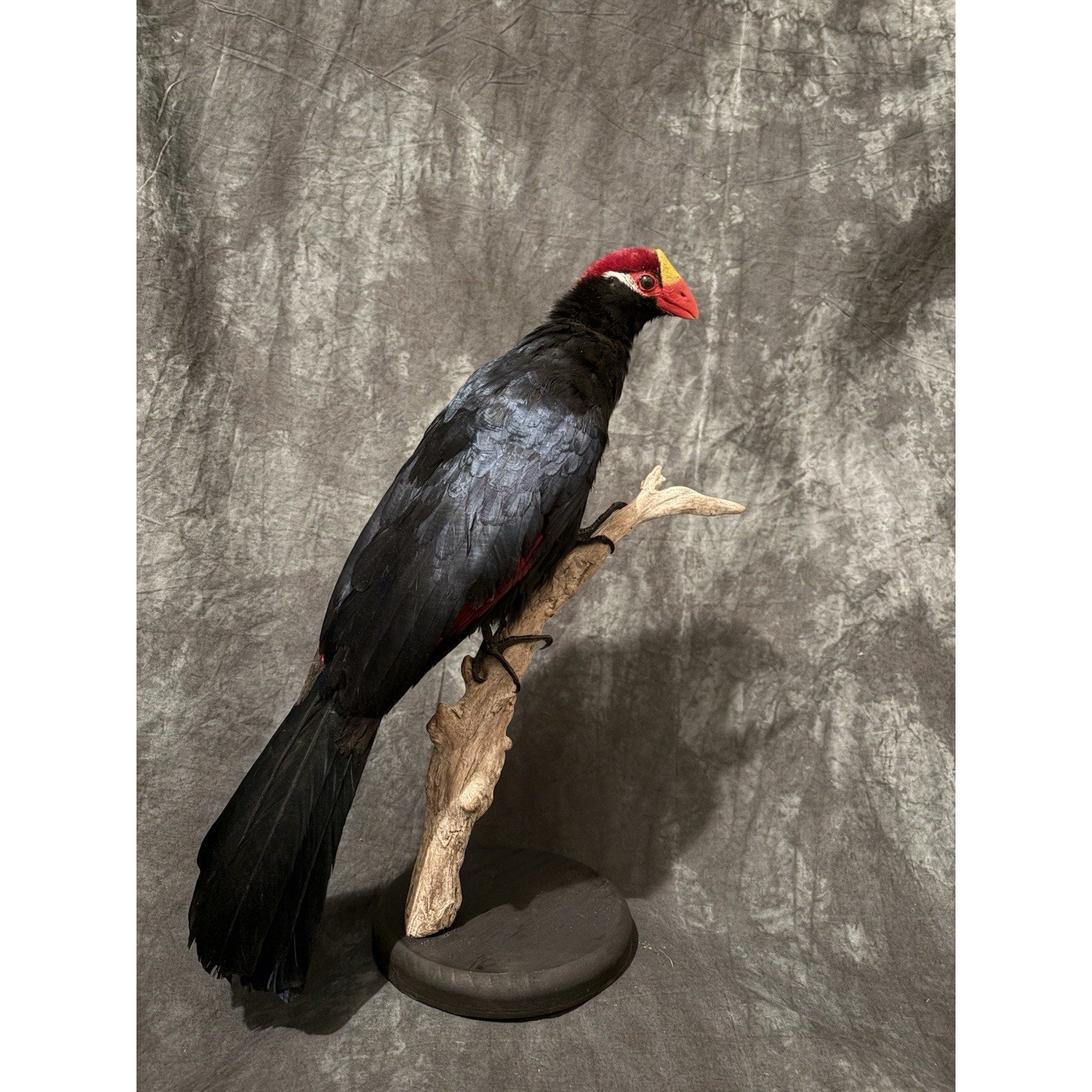 FHADA110 - Violet turaco Taxidermy Bird Mount