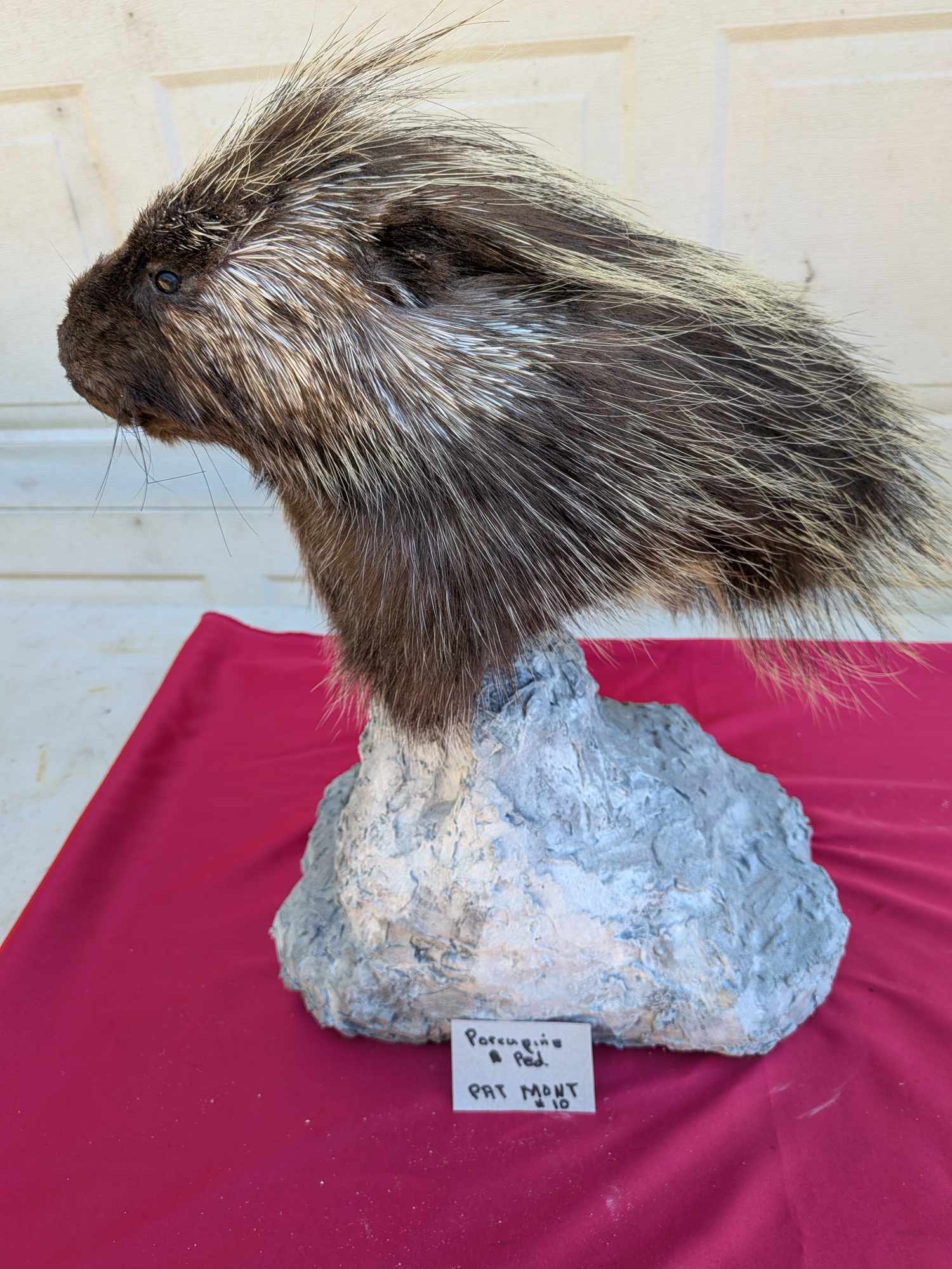 FHPATPO10 - Beautiful Montana Prime Winter Porcupine Taxidermy Mount