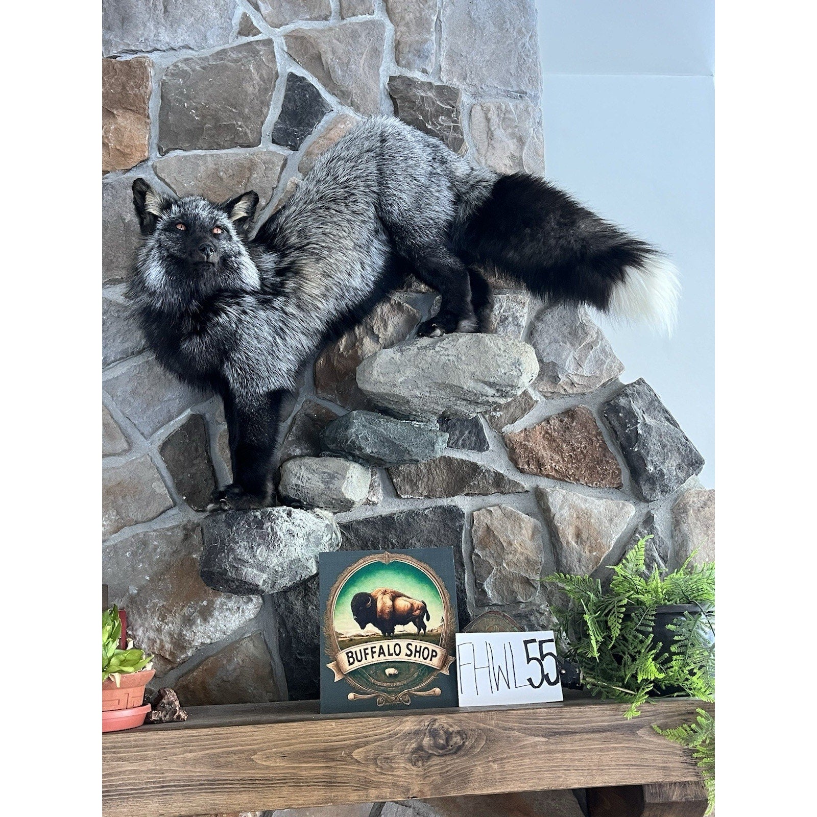 FHWL55 - Massive Silver Fox Taxidermy Full Body Mount