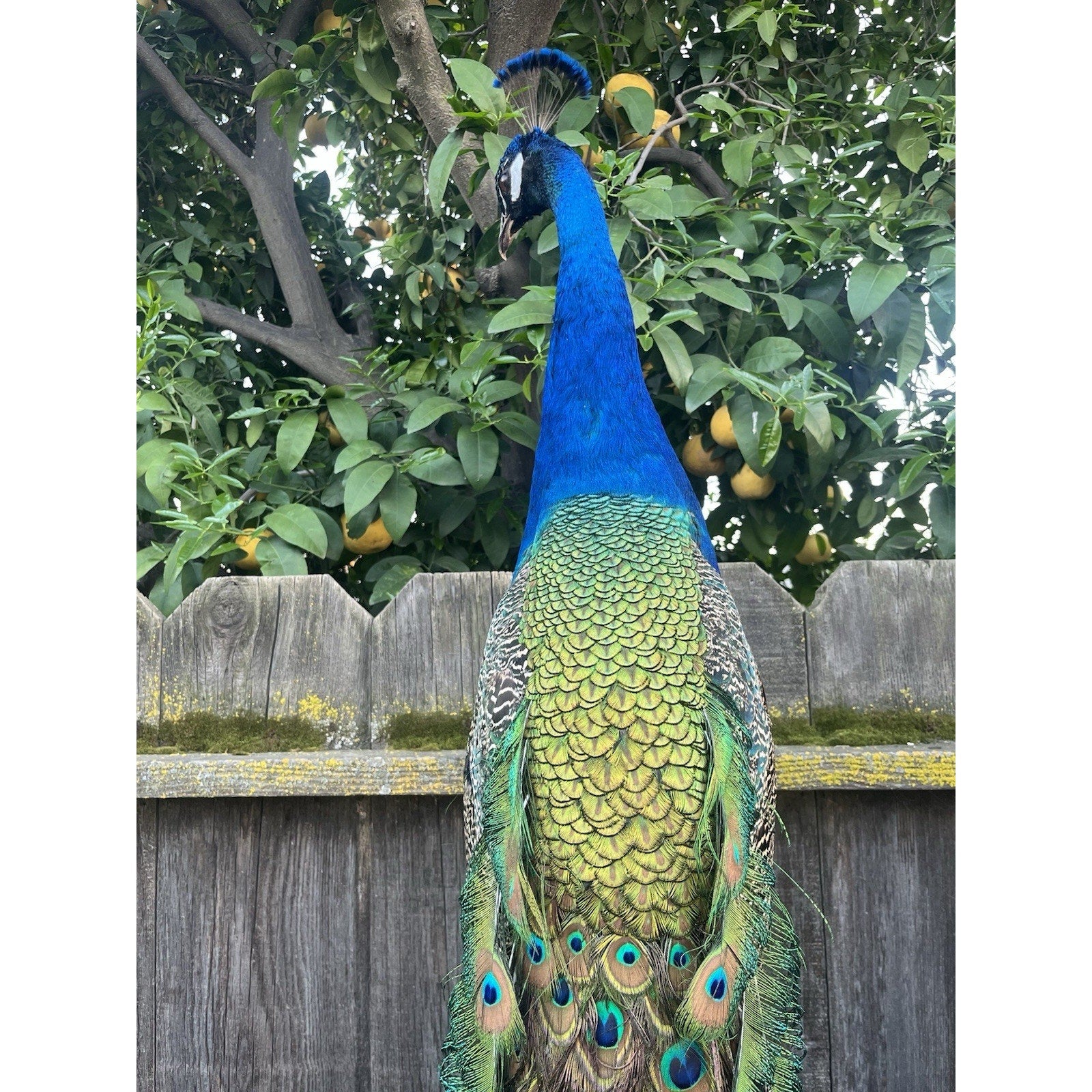 FHJOEL100 - India Blue Real PEACOCK Taxidermy Mount museum quality