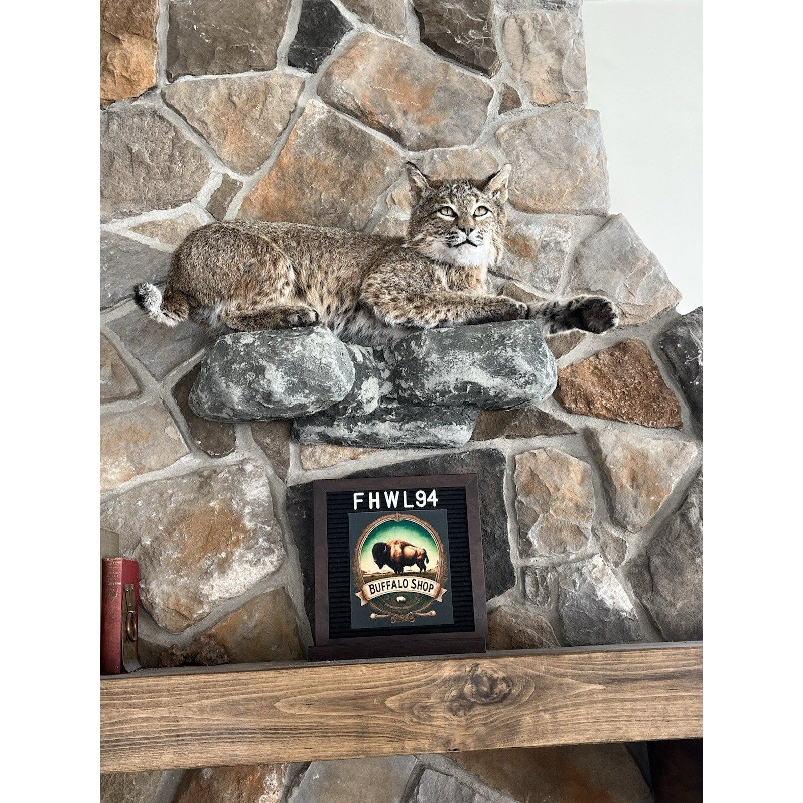 FHWL94 - Bobcat Taxidermy Full Body Mount