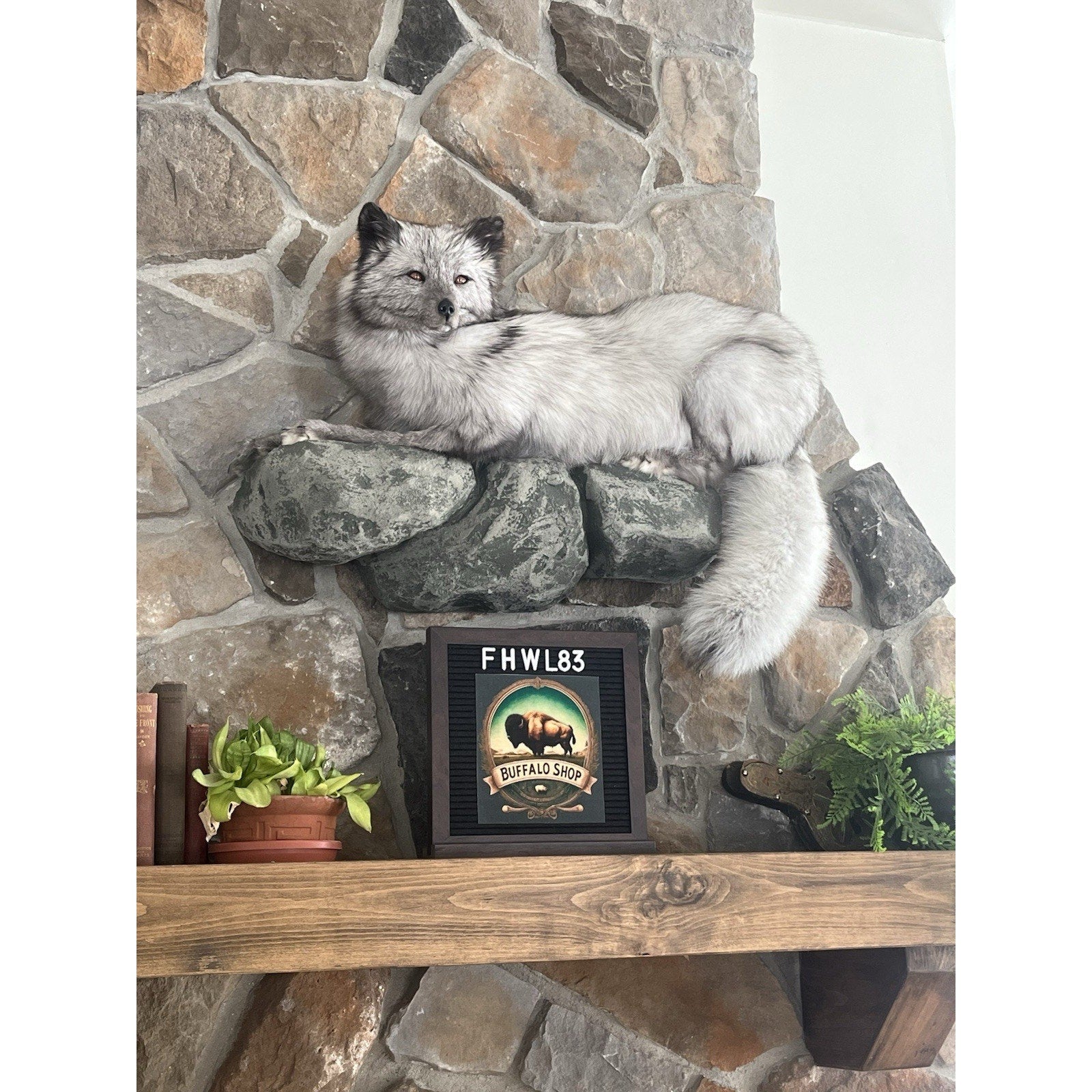 FHWL83 - Grey & White Ranch Fox Taxidermy Full Body Mount