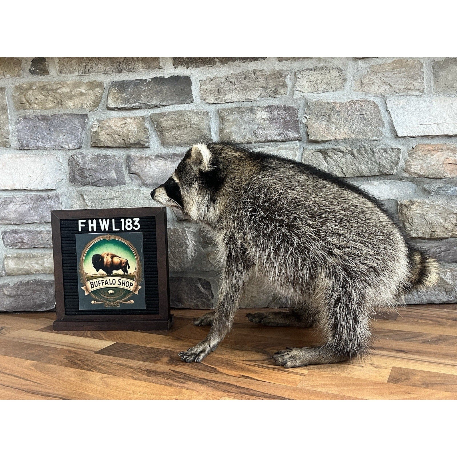 FHWL183-Jimothy Fat Raccoon Taxidermy Mount