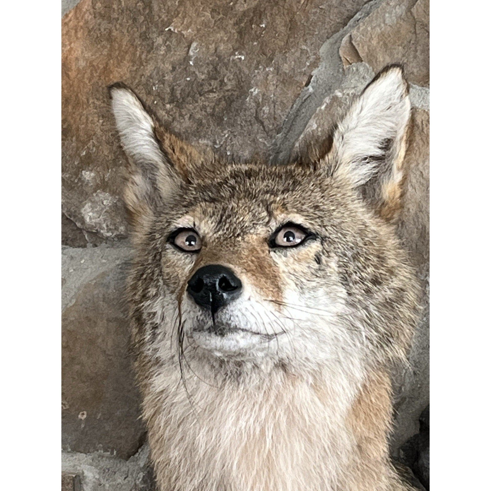 FHWL89 - Coyote Shoulder Museum Quality mount Taxidermy