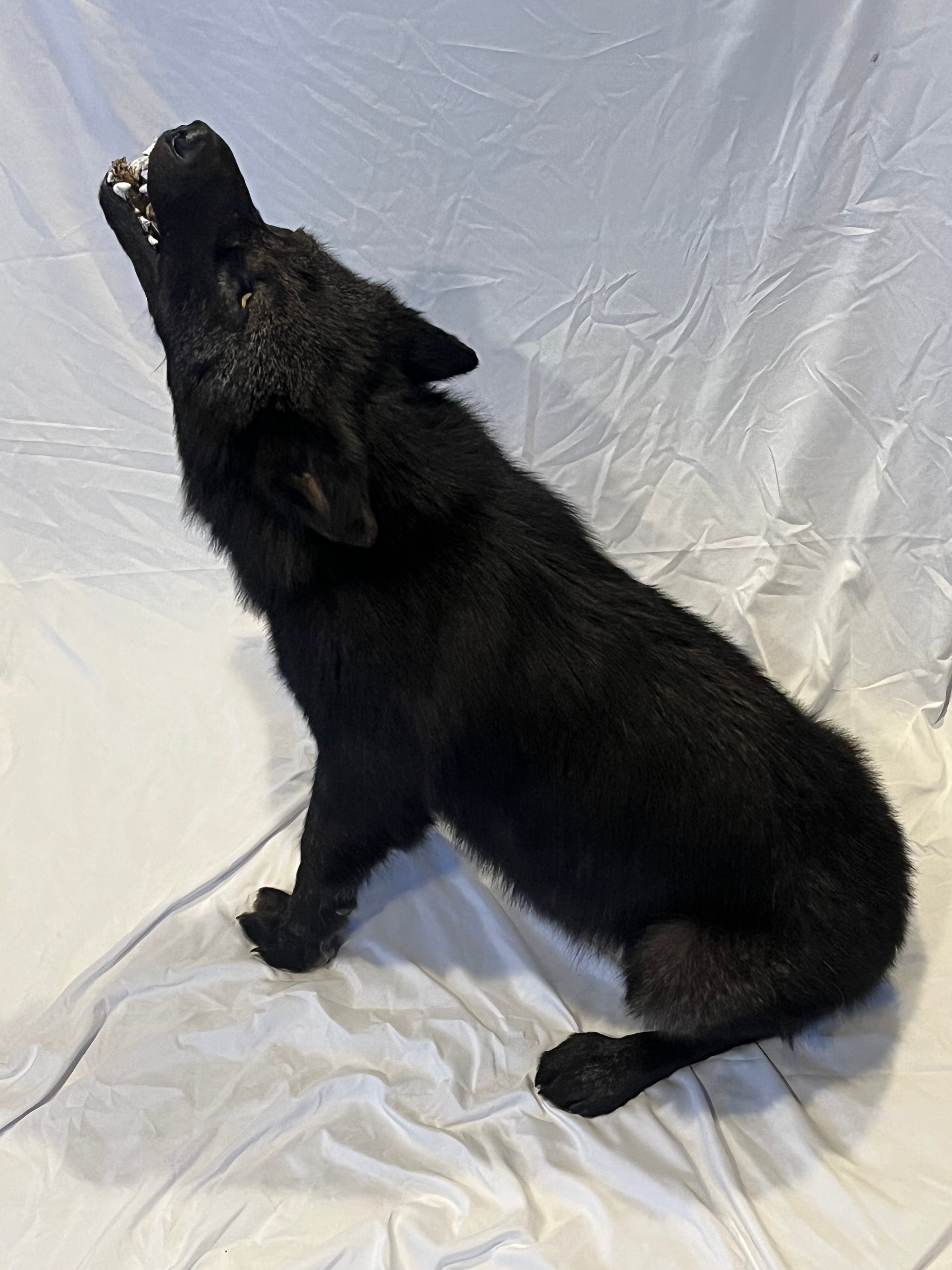 FHWL22- Rare Black Wolf Lifesize Taxidermy Mount