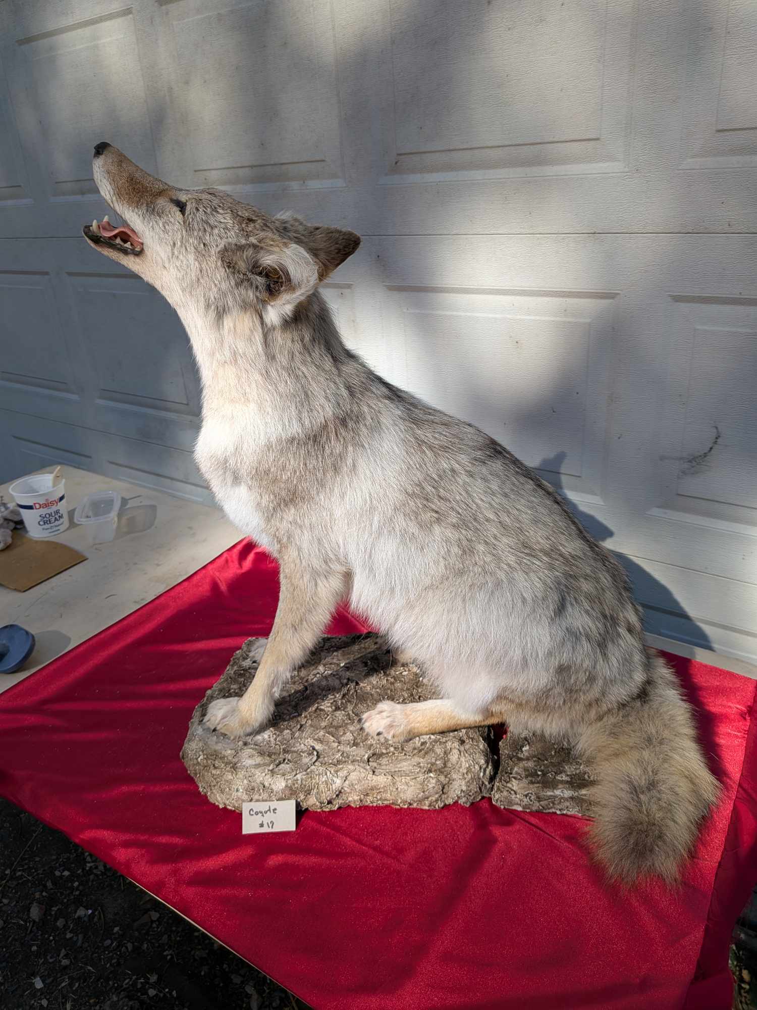 FHPATC17- howling coyote taxidermy mount