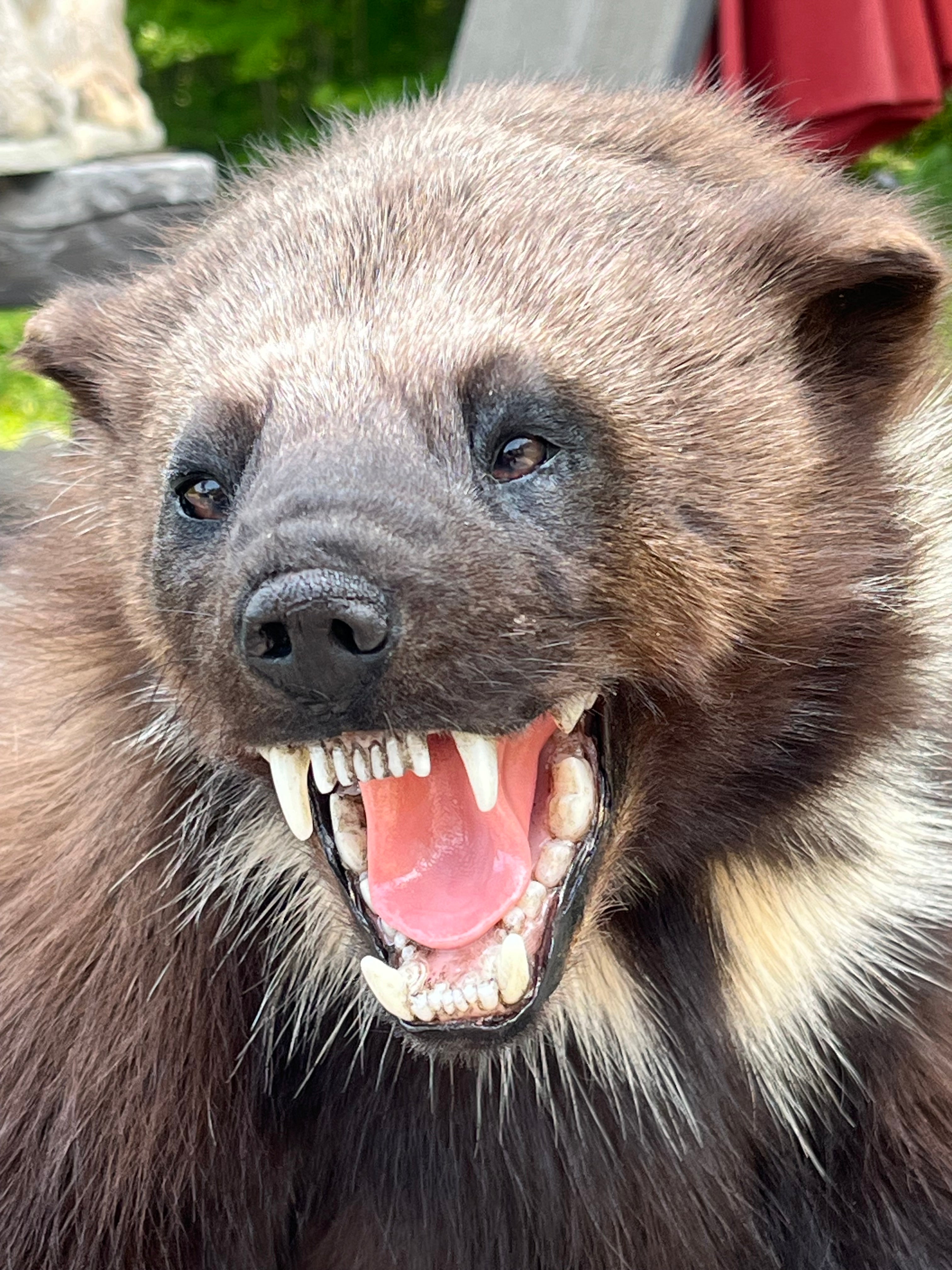 FHWL177 - Beautiful Aggressive Alaskan Wolverine Prime Fur Taxidermy Mount