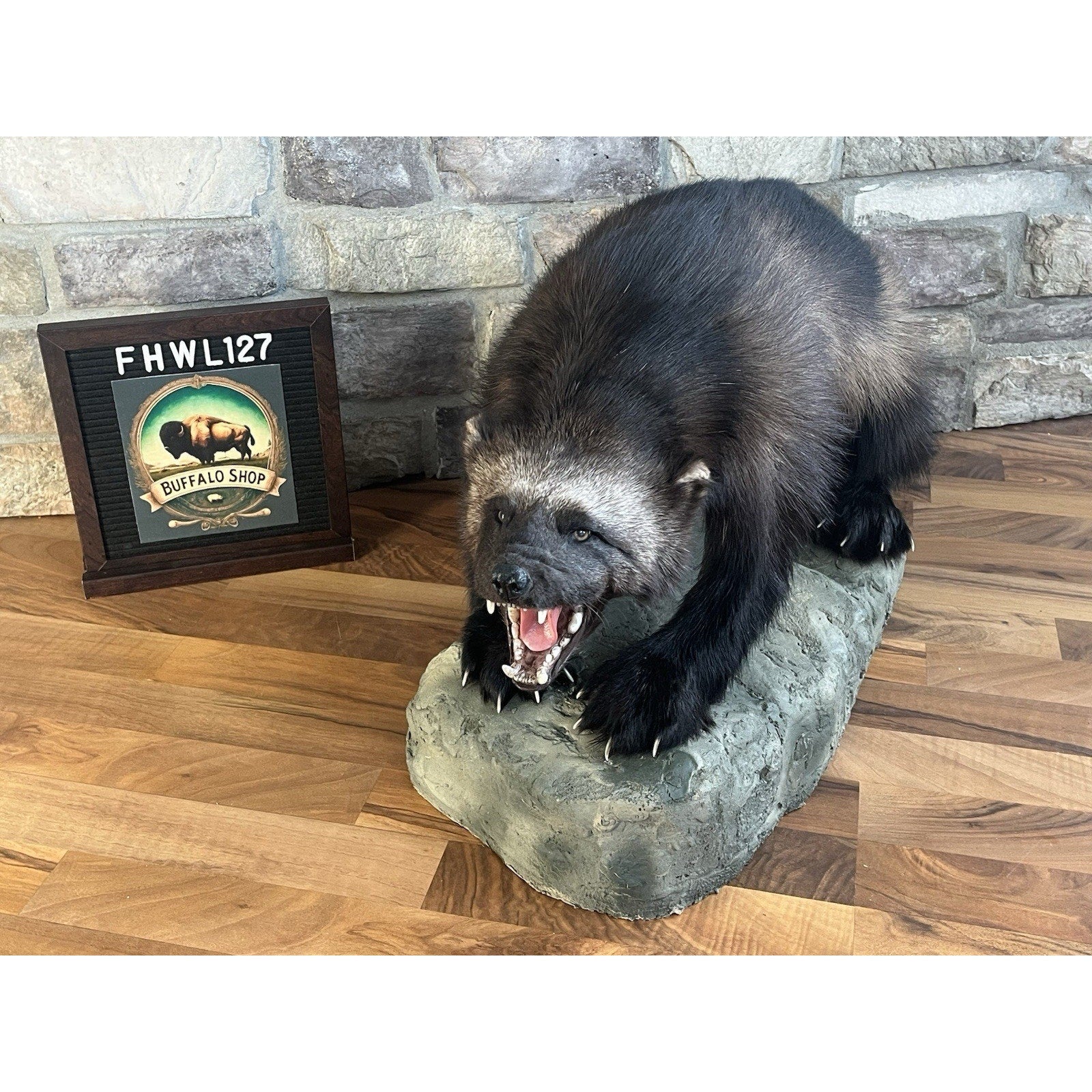 FHWL127 - Beautiful Aggressive Alaskan Wolverine Prime Fur Taxidermy Mount
