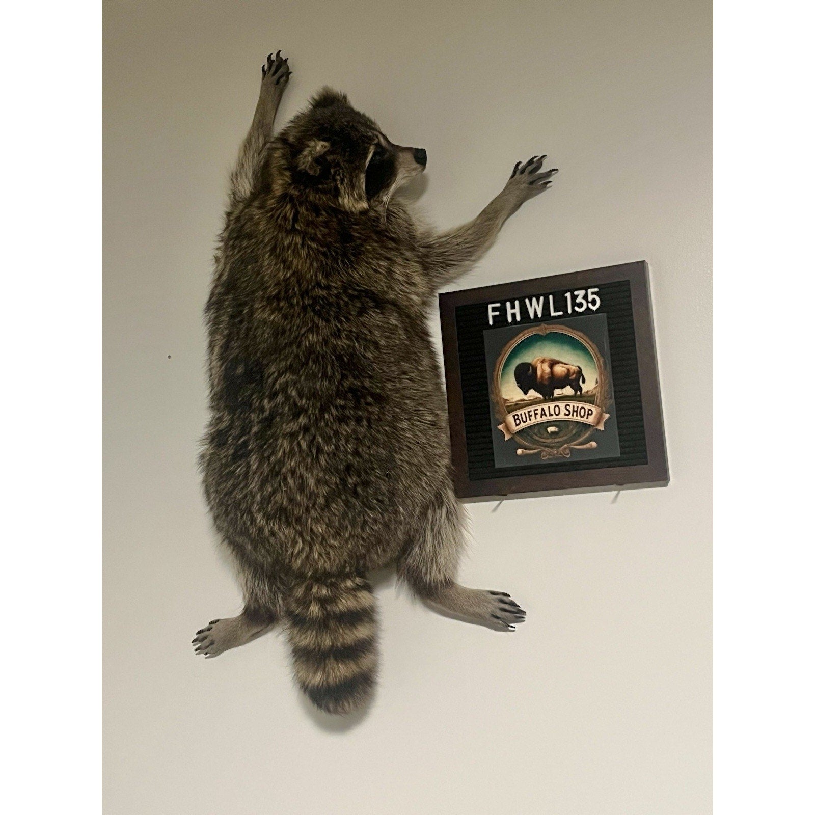 FHWL135 - Fat Raccoon Taxidermy Mount