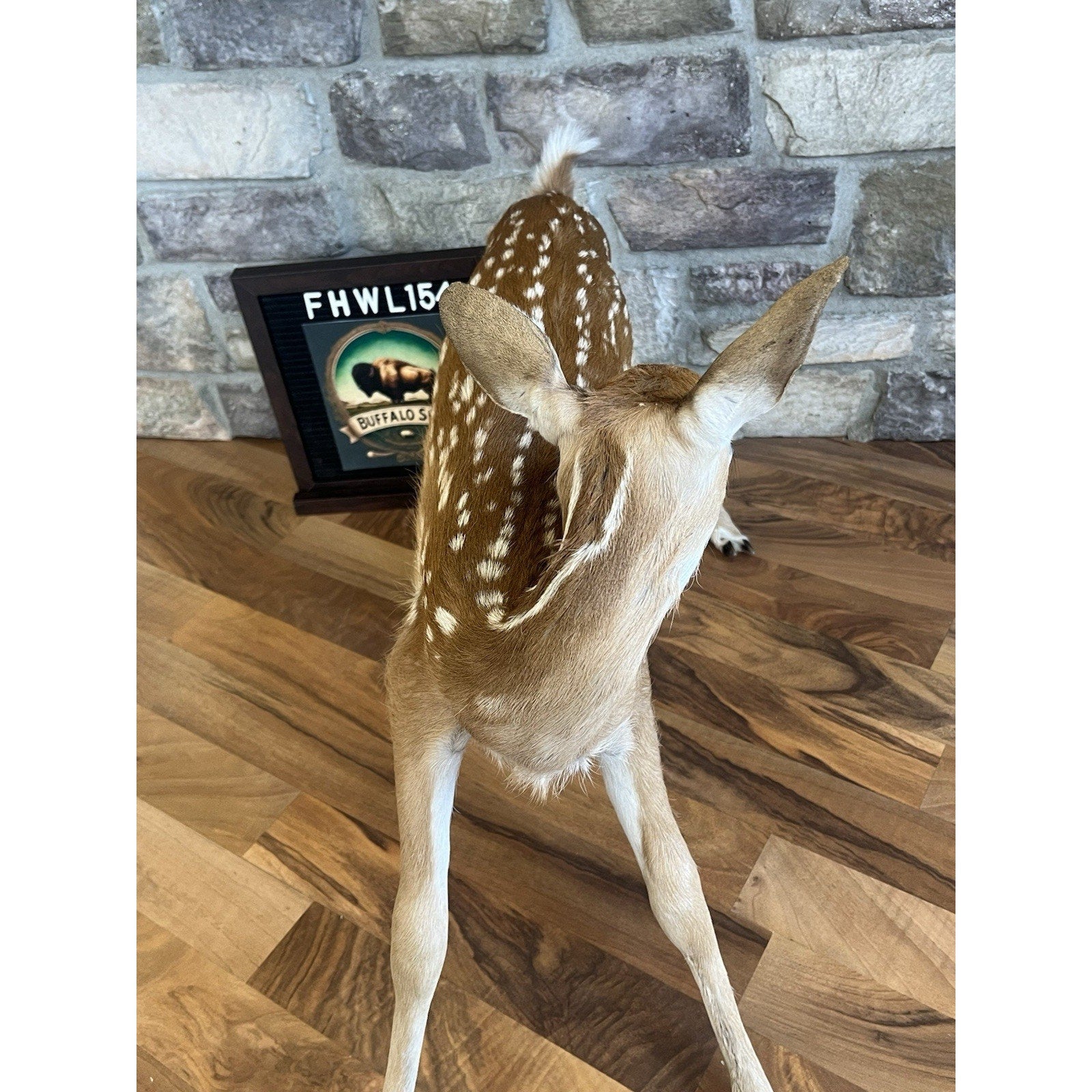 FHWL154 - Fawn Lifesize Taxidermy Mount Free Standing