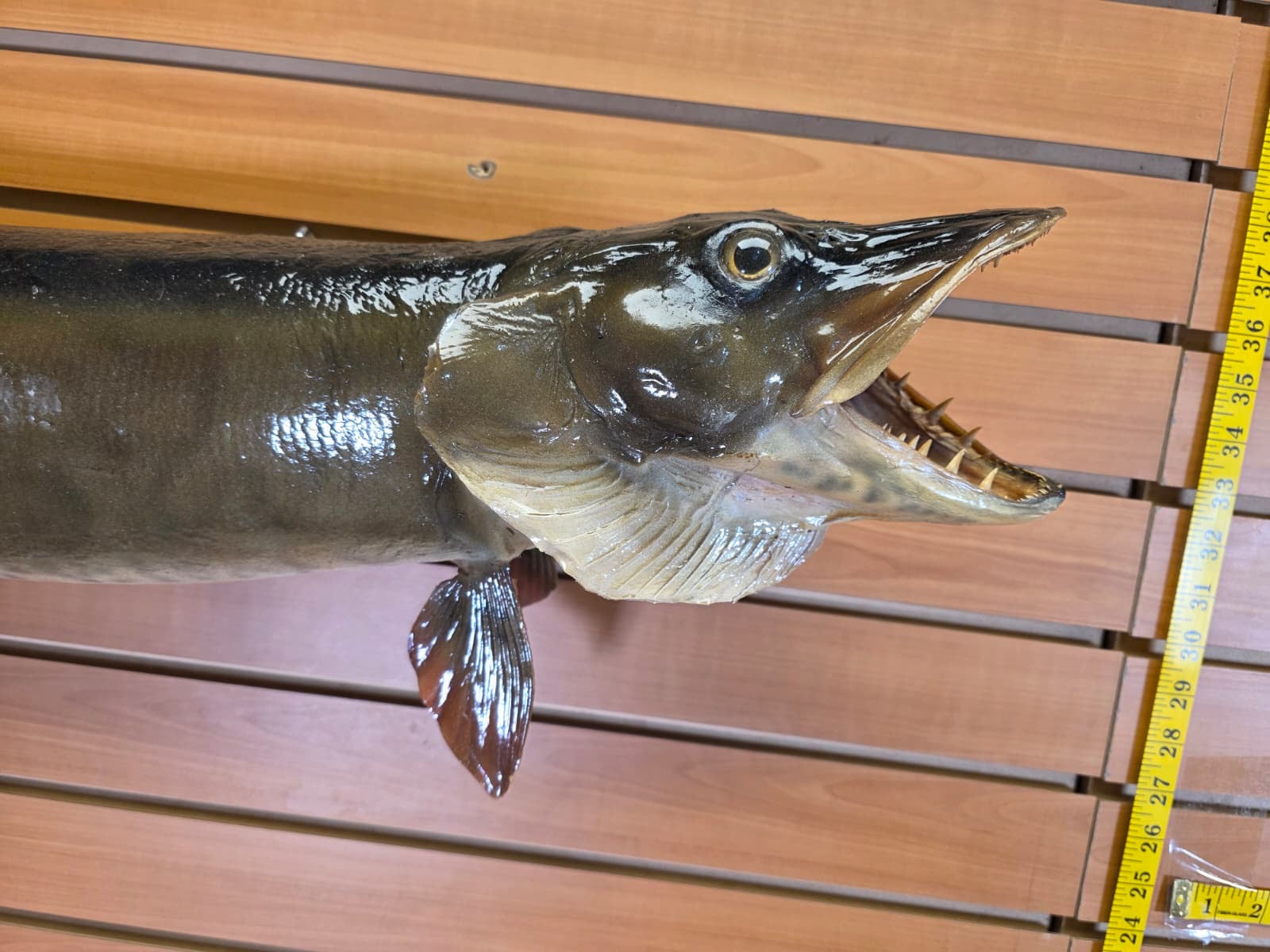 JF4 - 37" Northern real skin taxidermy fish