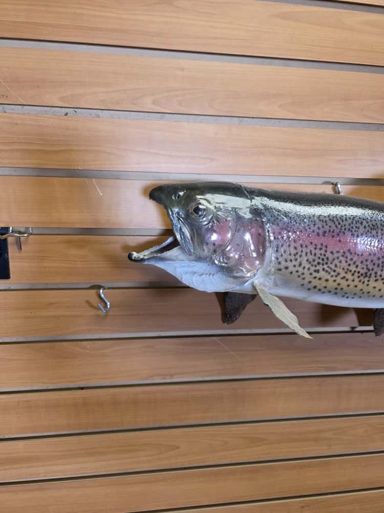 FHCM268 -29” Rainbow Trout Real Skin Fish Taxidermy
