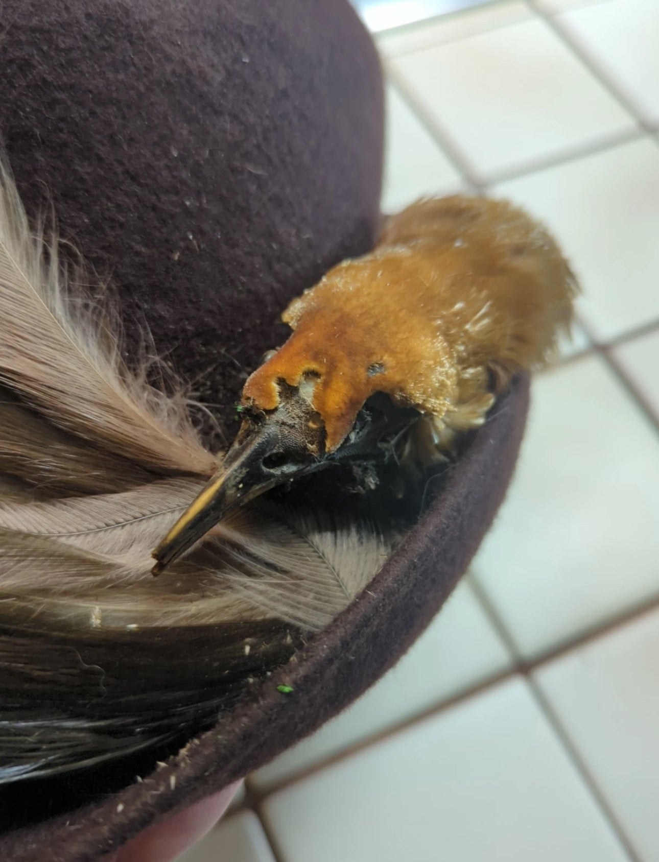 FHEB0811 - Antique Bird of Paradise Vintage taxidermy Skin Hat