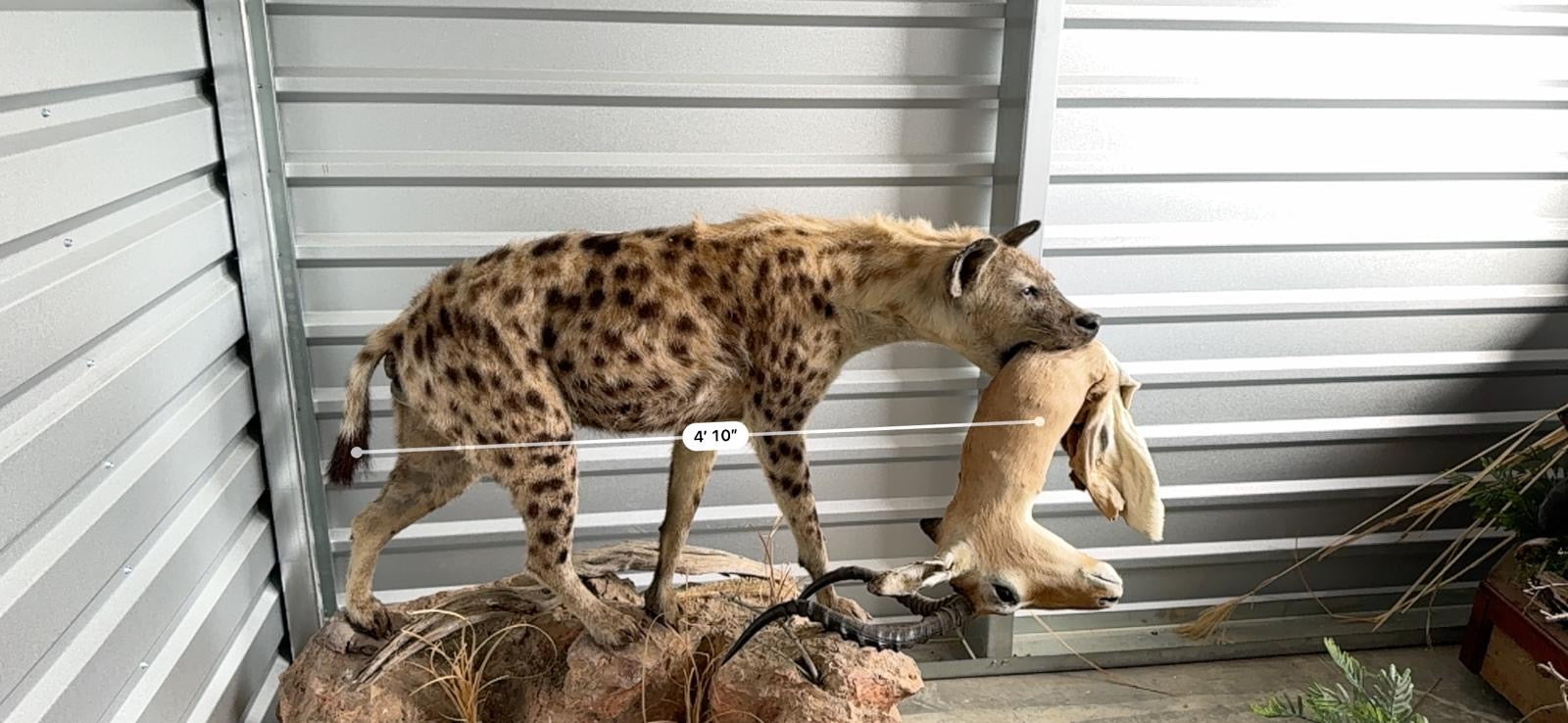 FH163-Spotted Hyena Life-Size Taxidermy African Safari With Prey