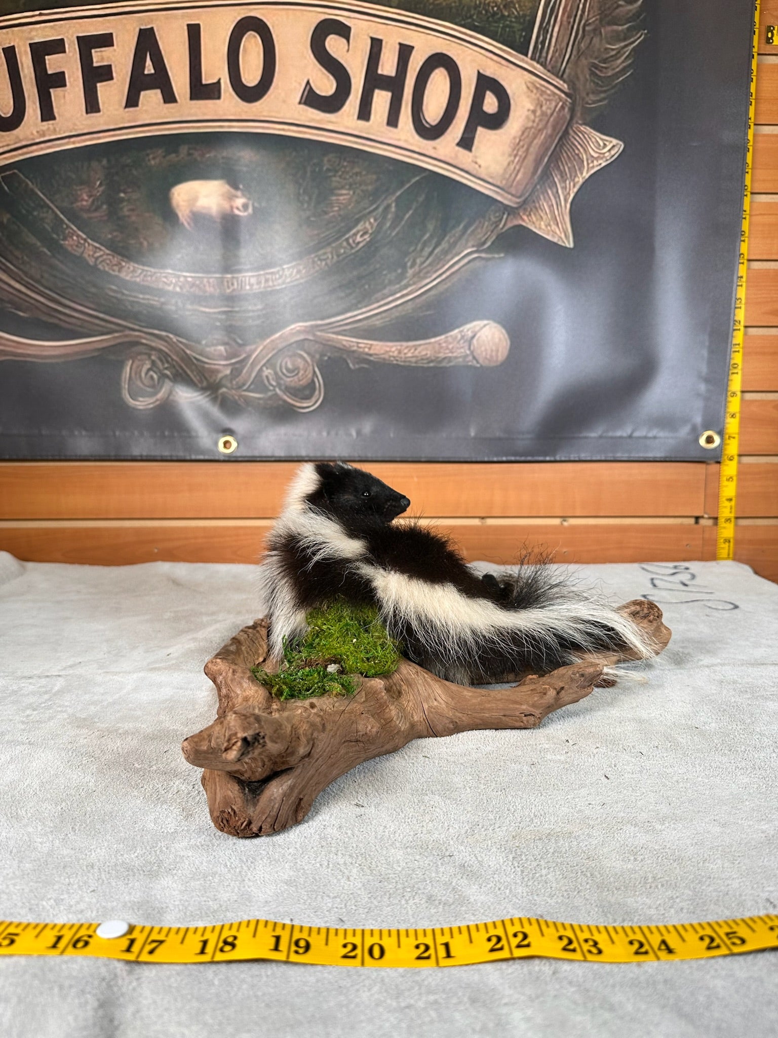 FHSKU33- baby skunk taxidermy mount