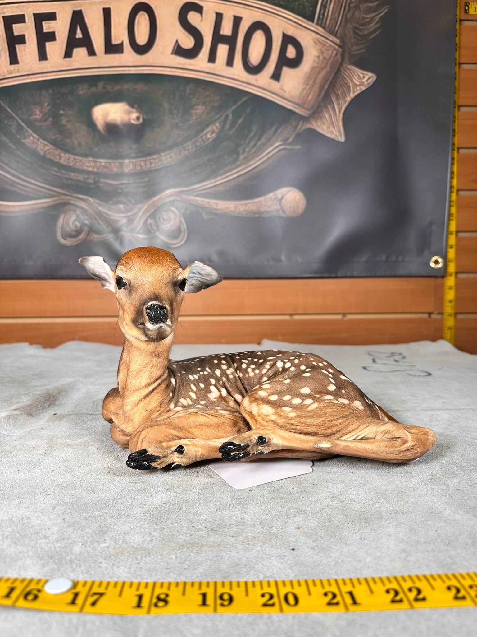 FHDEER7- Baby Deer Fawn tiny taxidermy mount