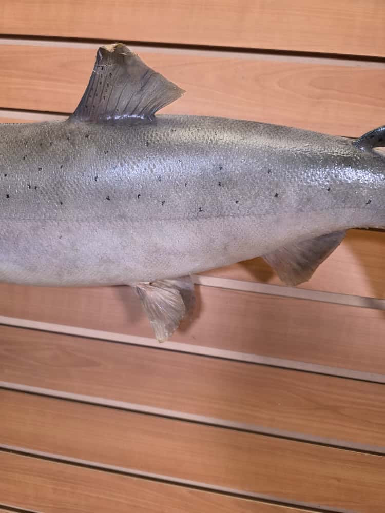 JTV268 -27" Trout Real Skin Fish Taxidermy