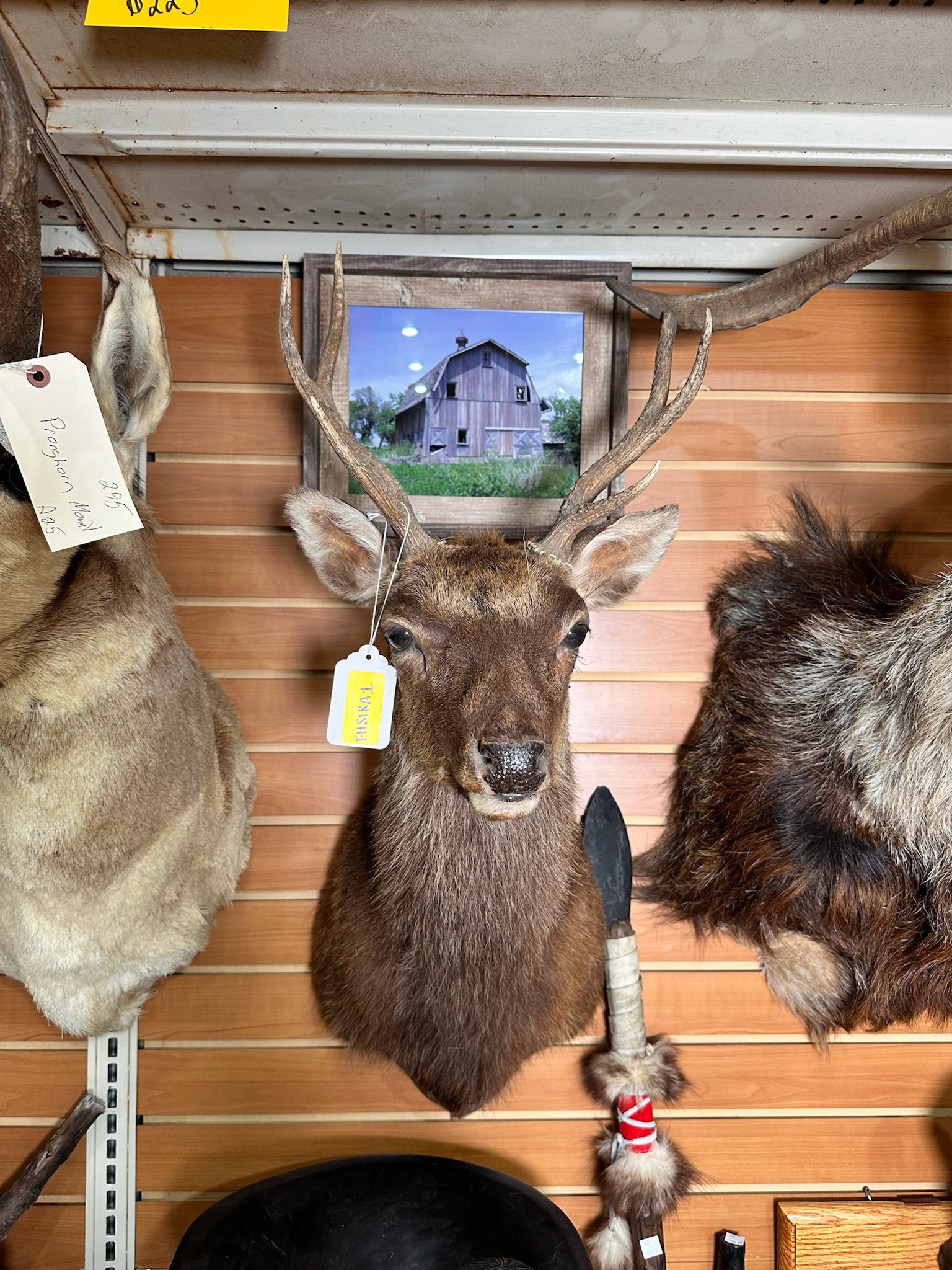 FHSIKA1 - Sika Deer taxidermy shoulder mount