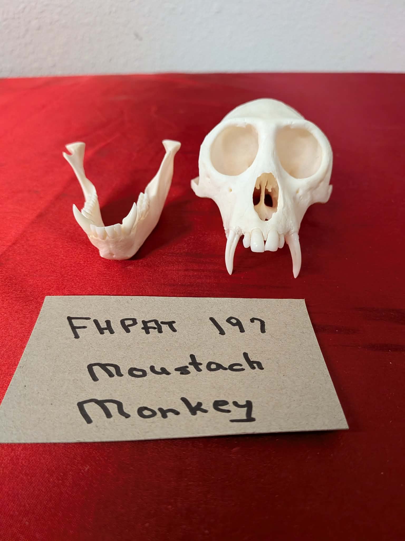 FHPAT197 - mustached real monkey skull