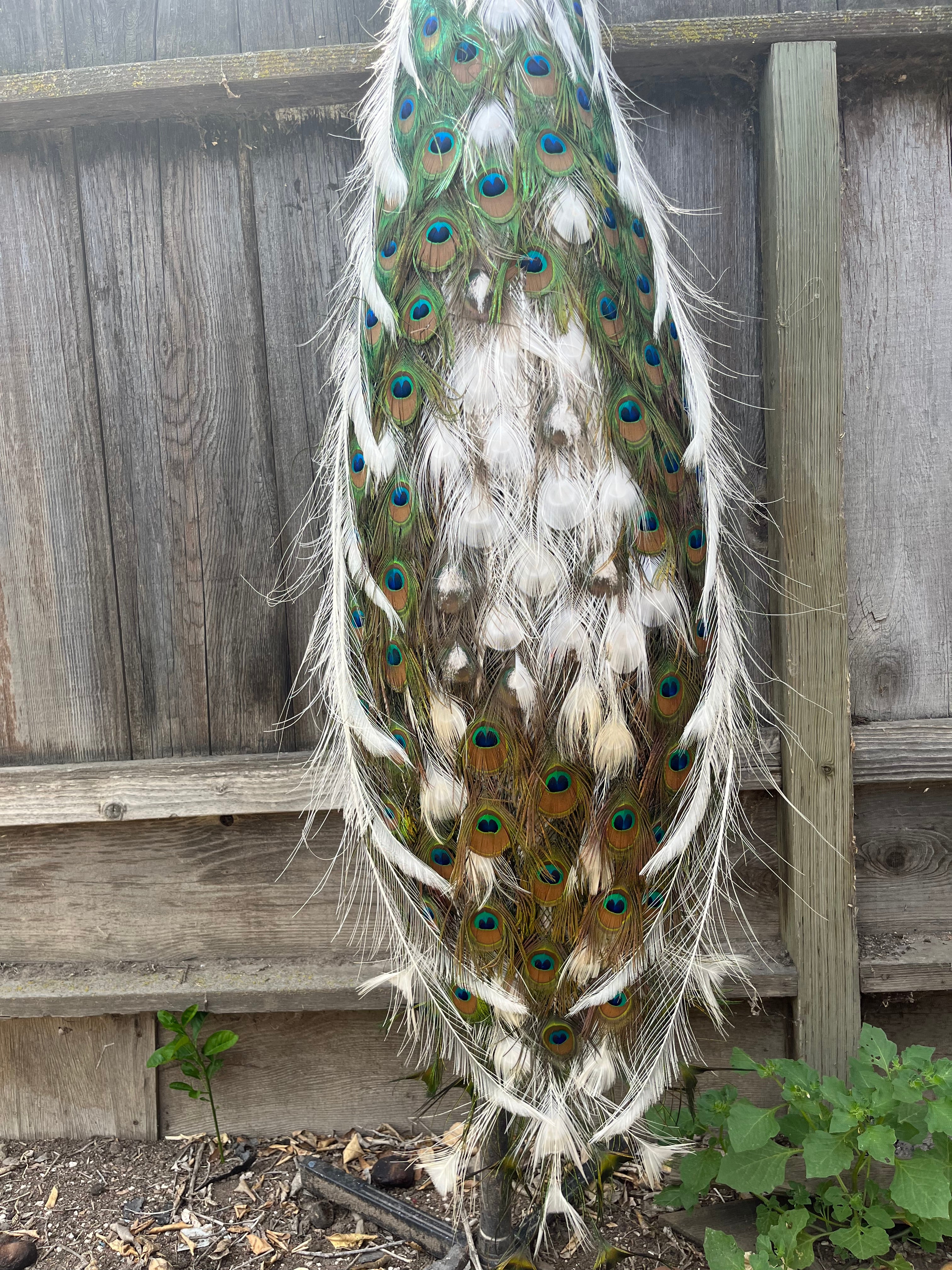 FHpie22 - Museum quality pied PEACOCK Taxidermy Mount