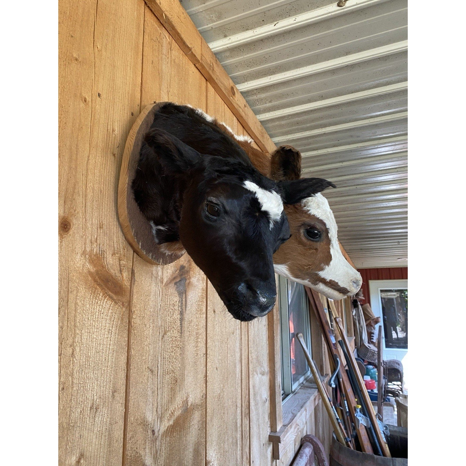 FHDARCA1 - Two headed calf cow taxidermy Gaff
