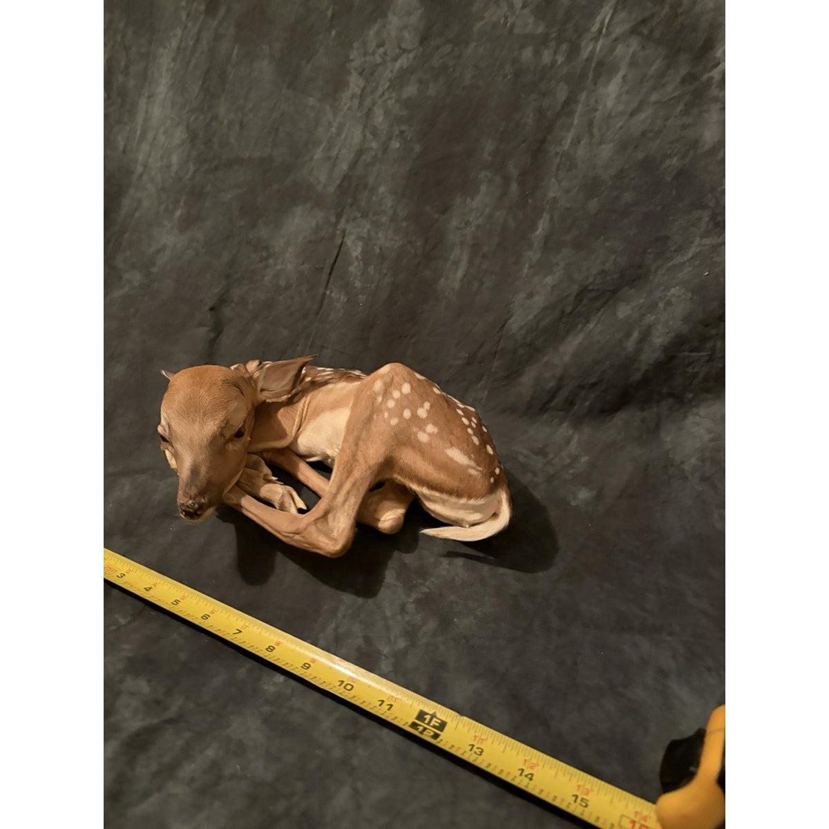 FHBRAD740 - Fawn Lifesize Taxidermy Mount Baby Deer