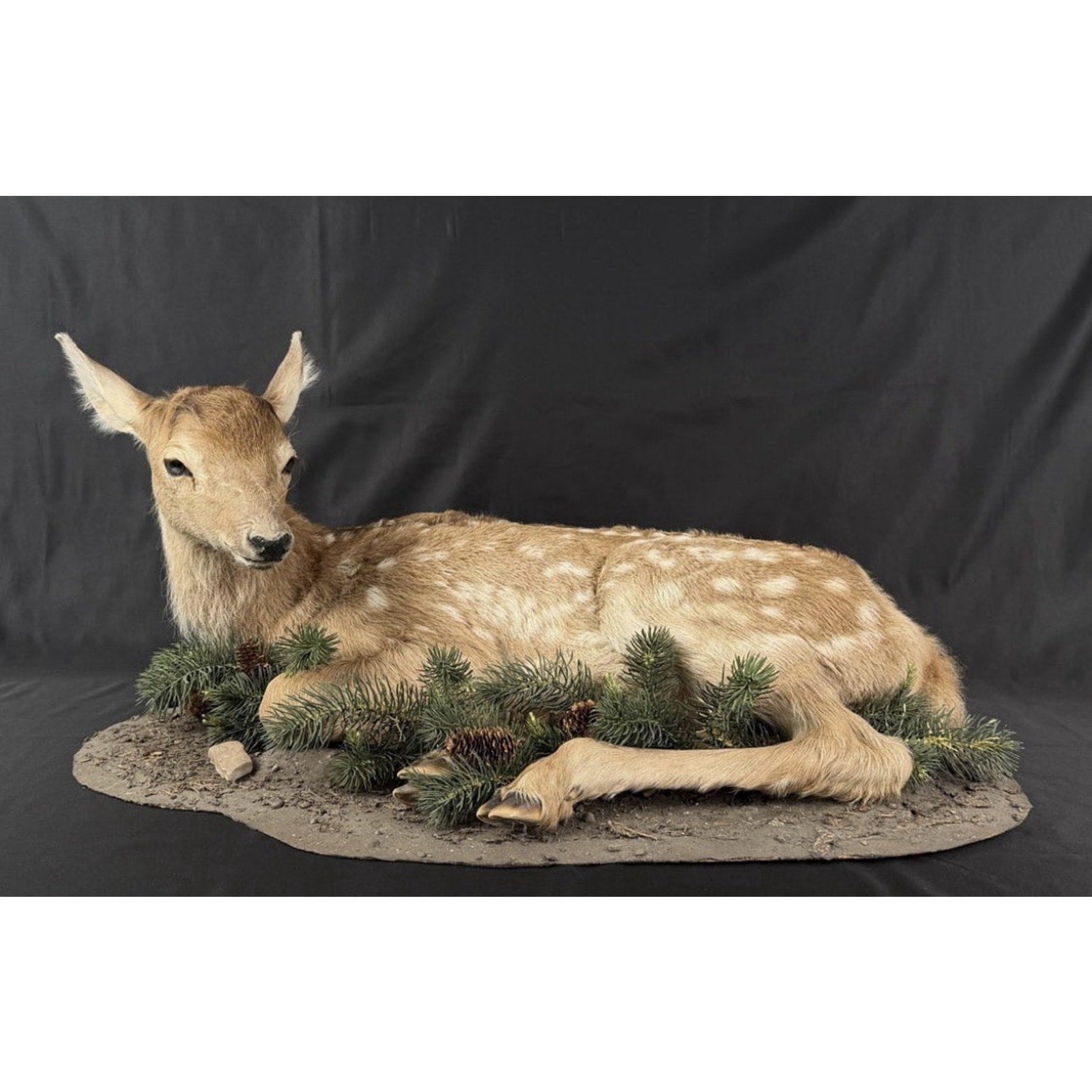 FHPATDB1 - Real Baby Elk Calf Fawn Taxidermy Mount