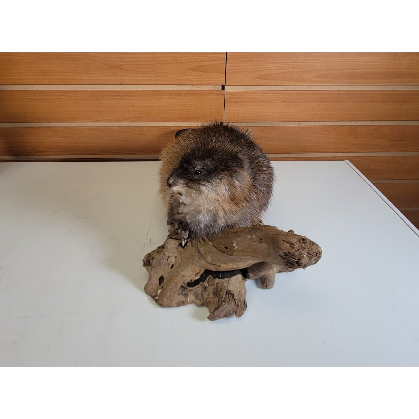 FHMUSK6 - Muskrat Taxidermy Mount