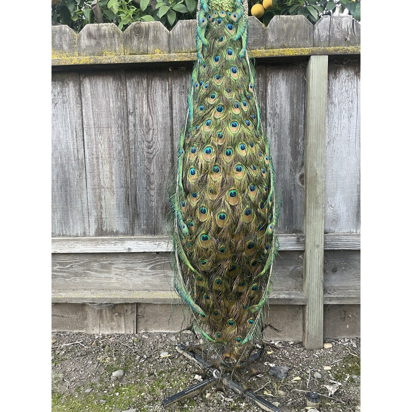 FHJOEL100 - India Blue Real PEACOCK Taxidermy Mount museum quality