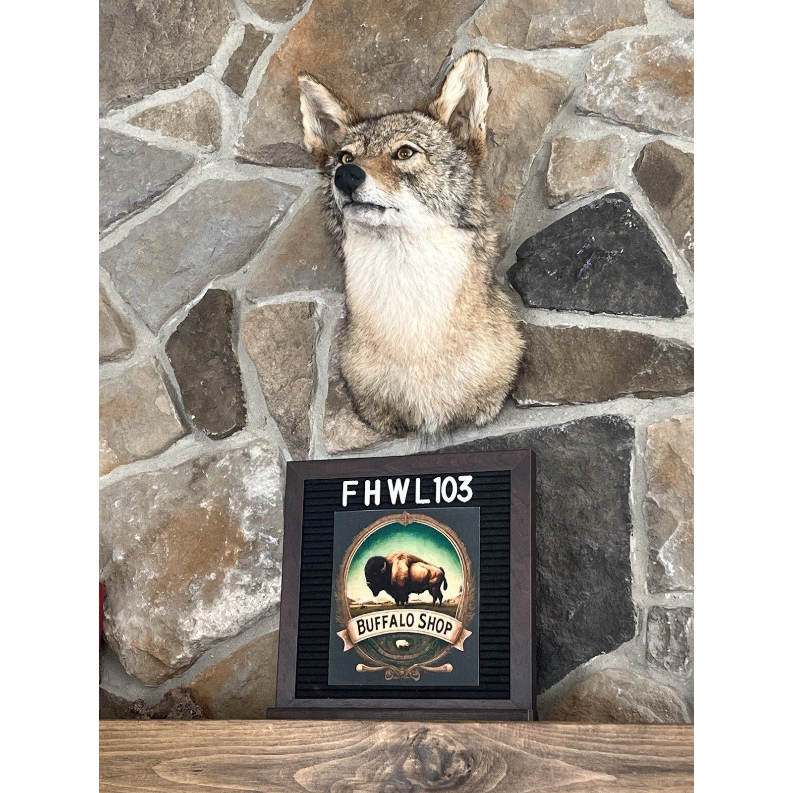 FHWL103 - Coyote Shoulder Museum Quality mount Taxidermy