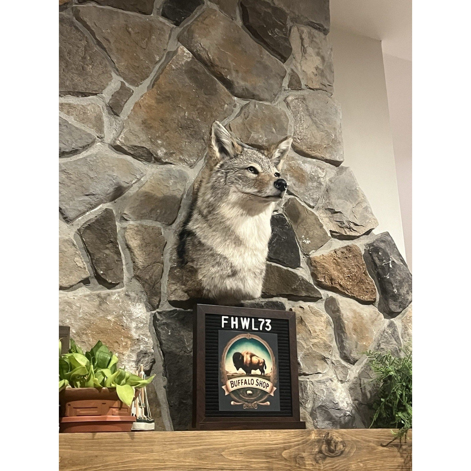 FHWL73 - Coyote Shoulder Museum Quality mount Taxidermy