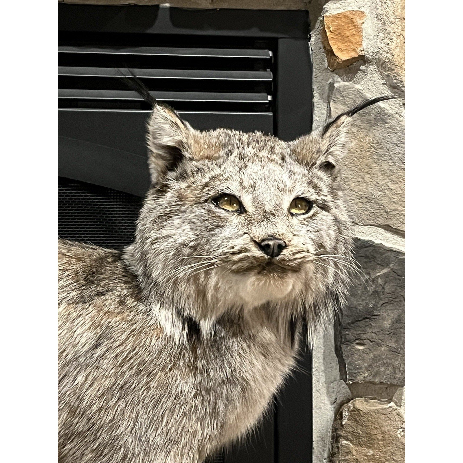 FHWL24 - Alaskan Lynx Taxidermy Full Body Mount Prime Fur