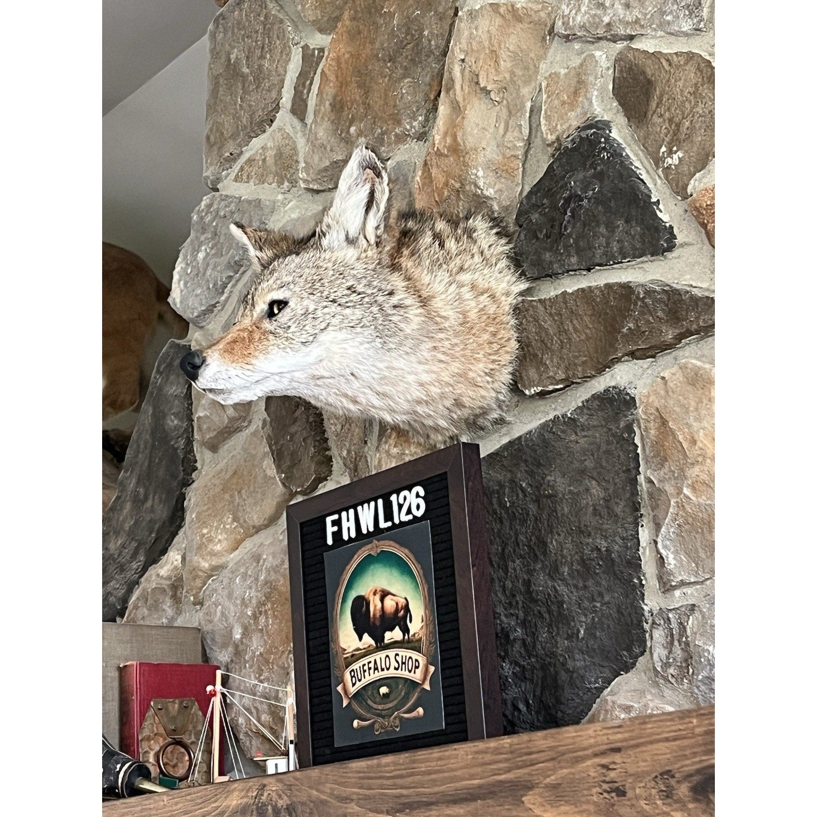 FHWL126 - Coyote Shoulder Museum Quality mount Taxidermy