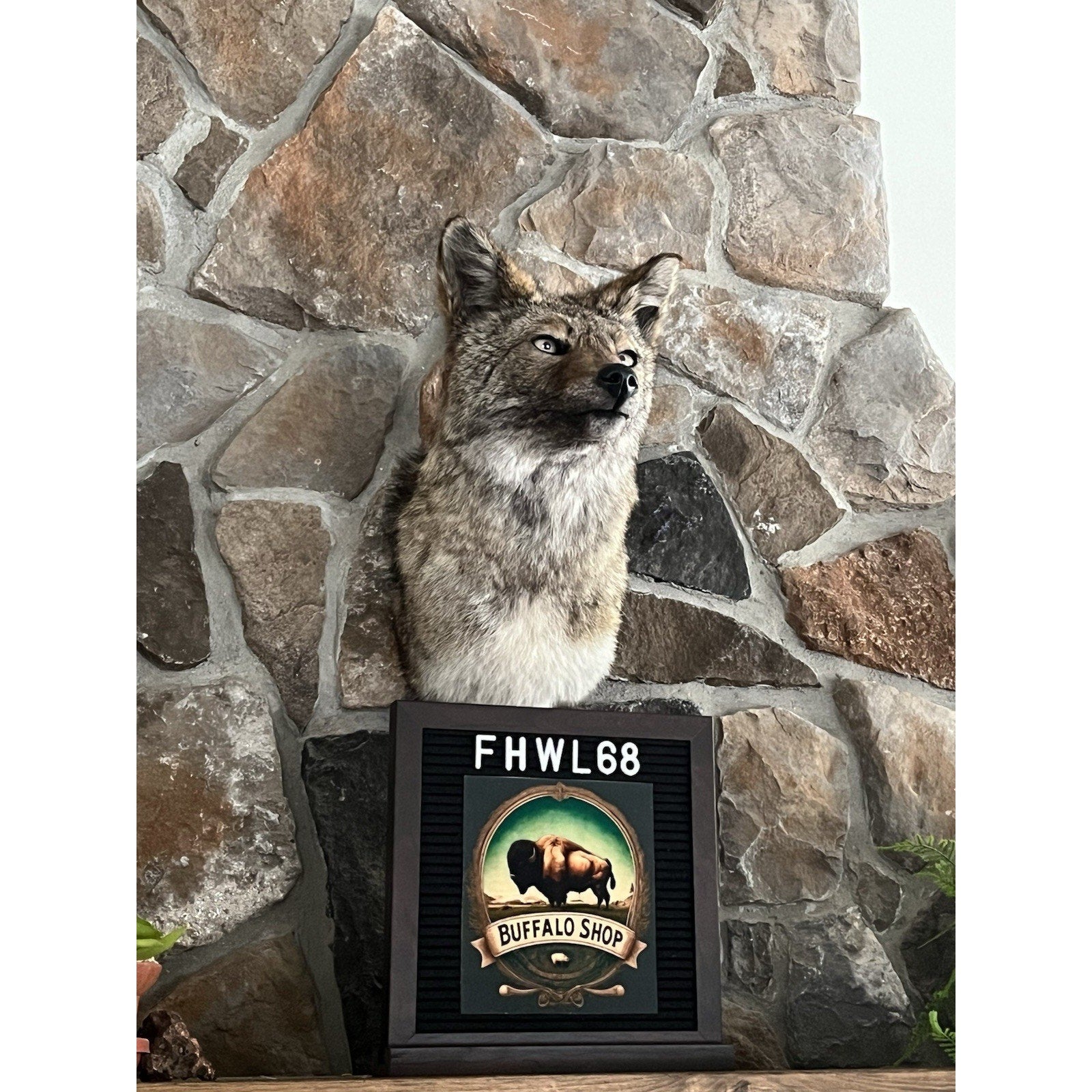 FHWL68 - Coyote Shoulder Museum Quality mount Taxidermy