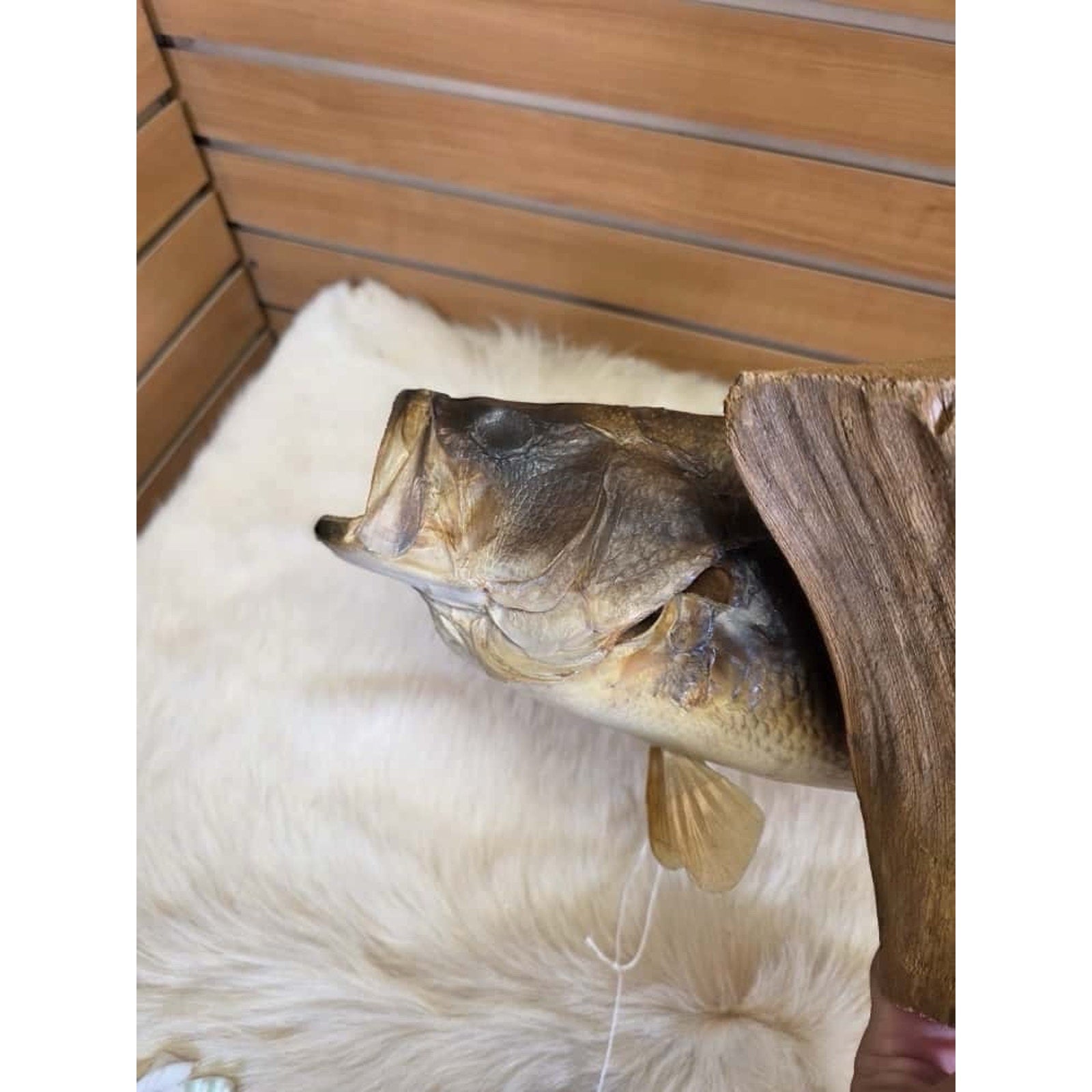 JTV211 - Real Skin Bass Fish Taxidermy Mount 20”
