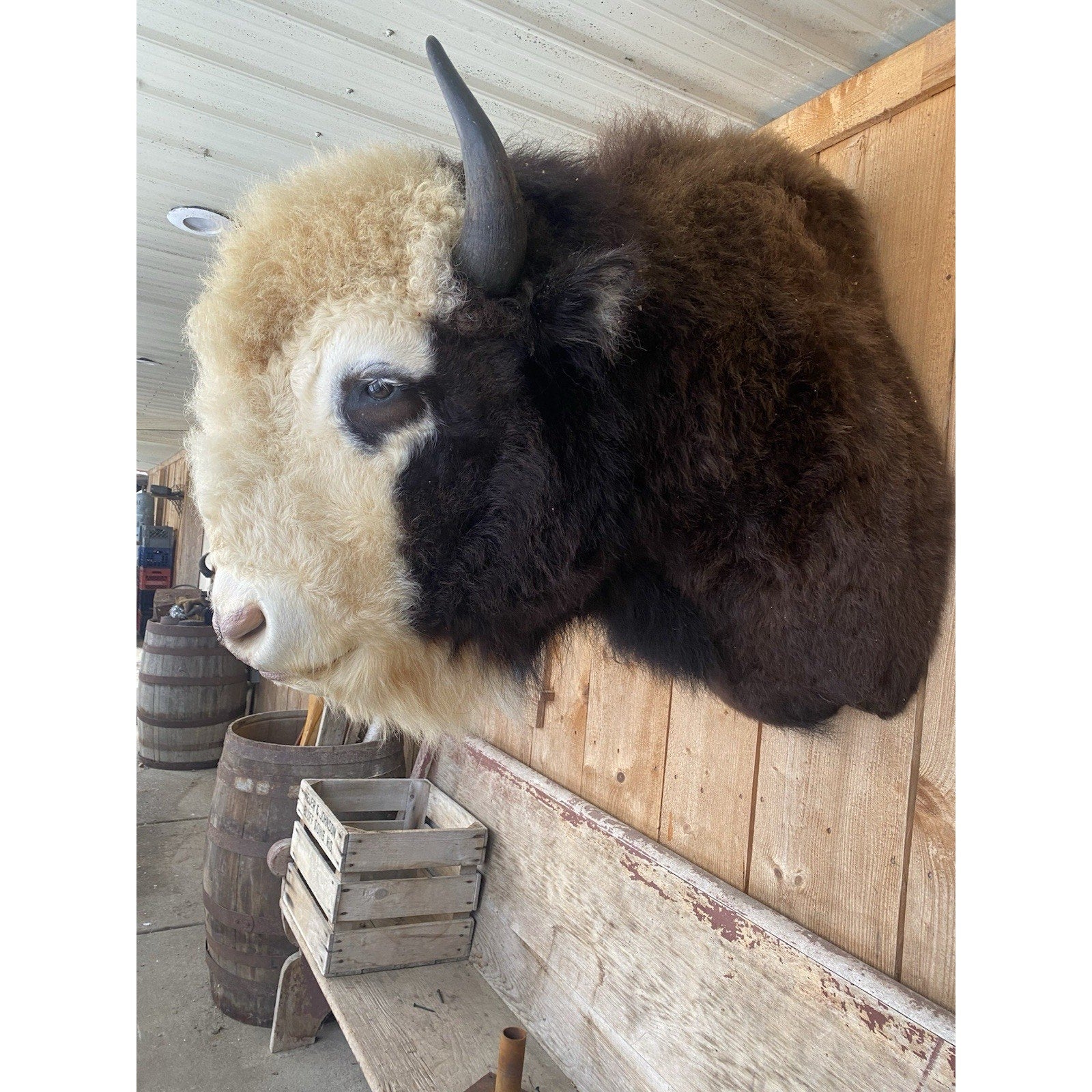 FHDAR41- Rare Sacred White-faced Buffalo Bison Taxidermy Shoulder mount