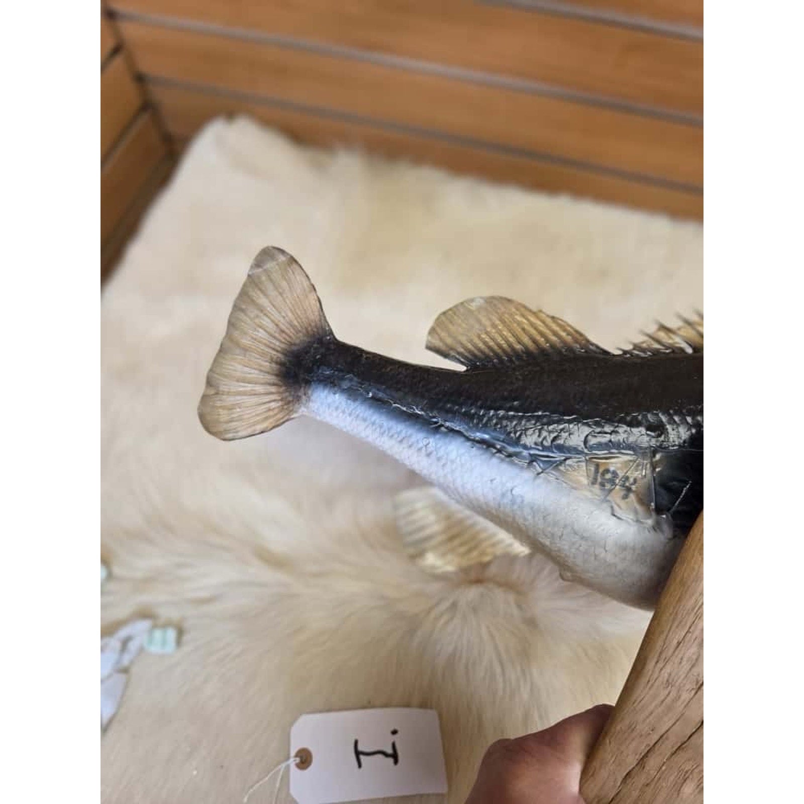 JTV210 - bass 20 1/2" Real Skin Fish Taxidermy
