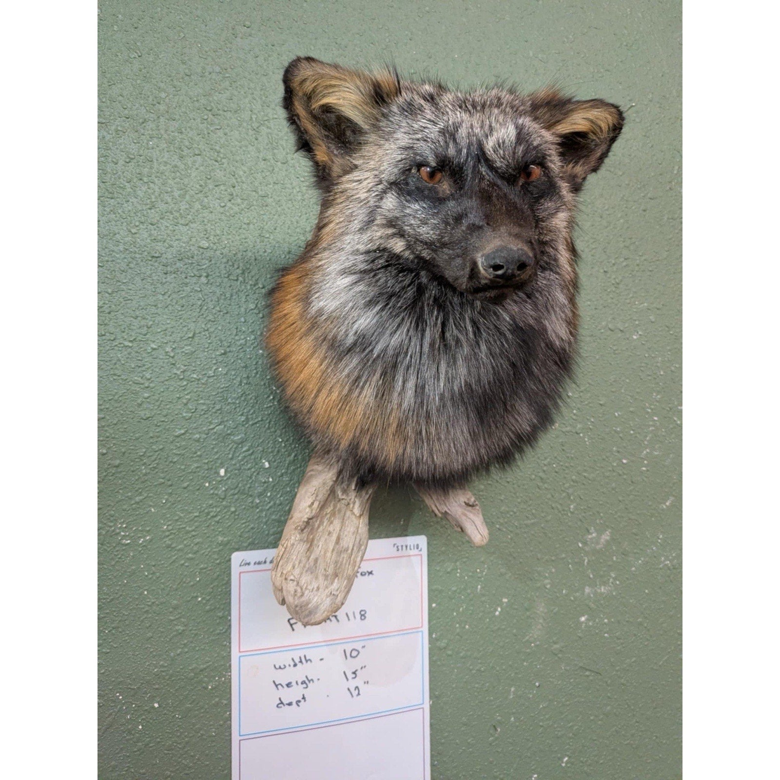 FHPAT118 - Cross Fox Taxidermy Shoulder mount