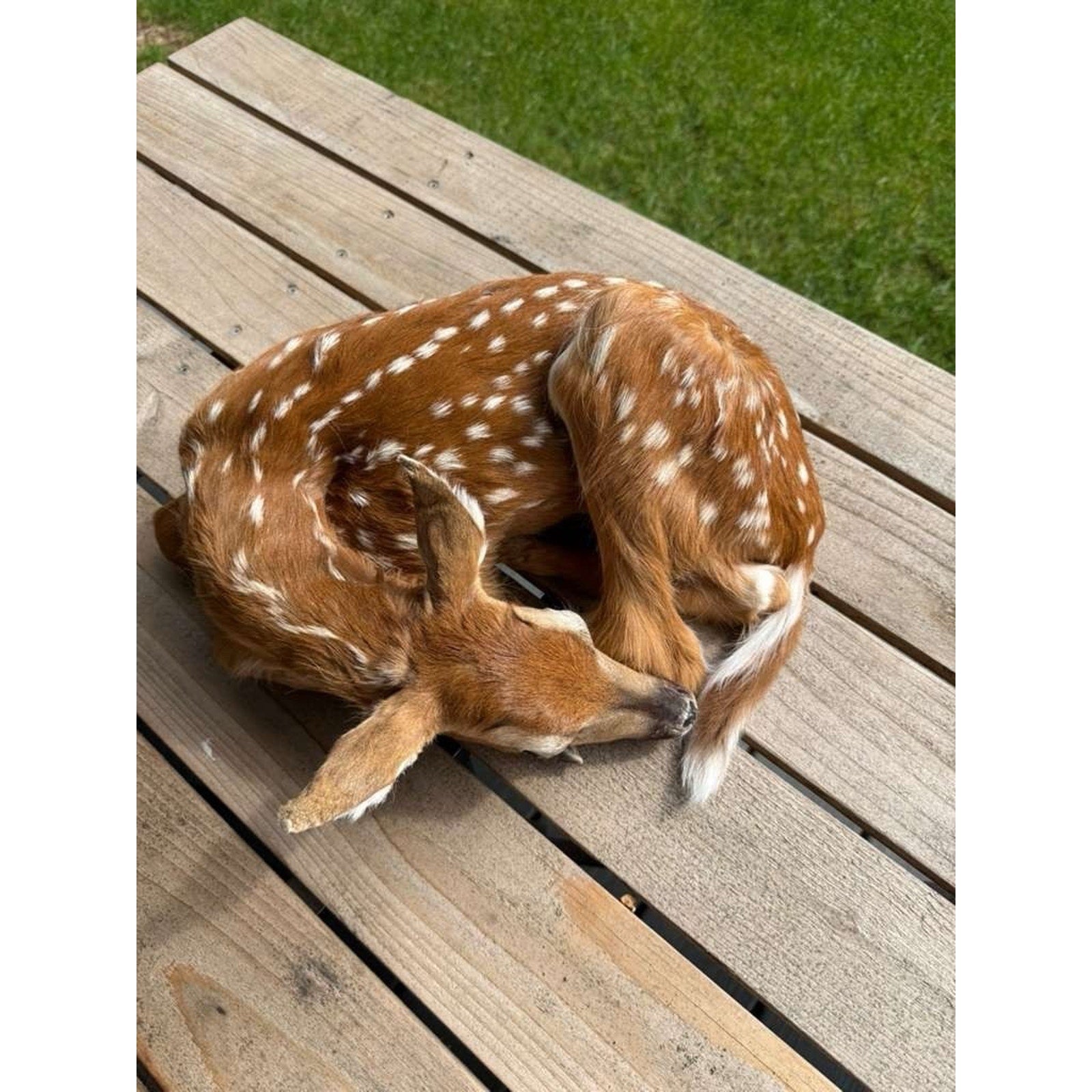 FHWAF2 - Fawn Lifesize Taxidermy Mount