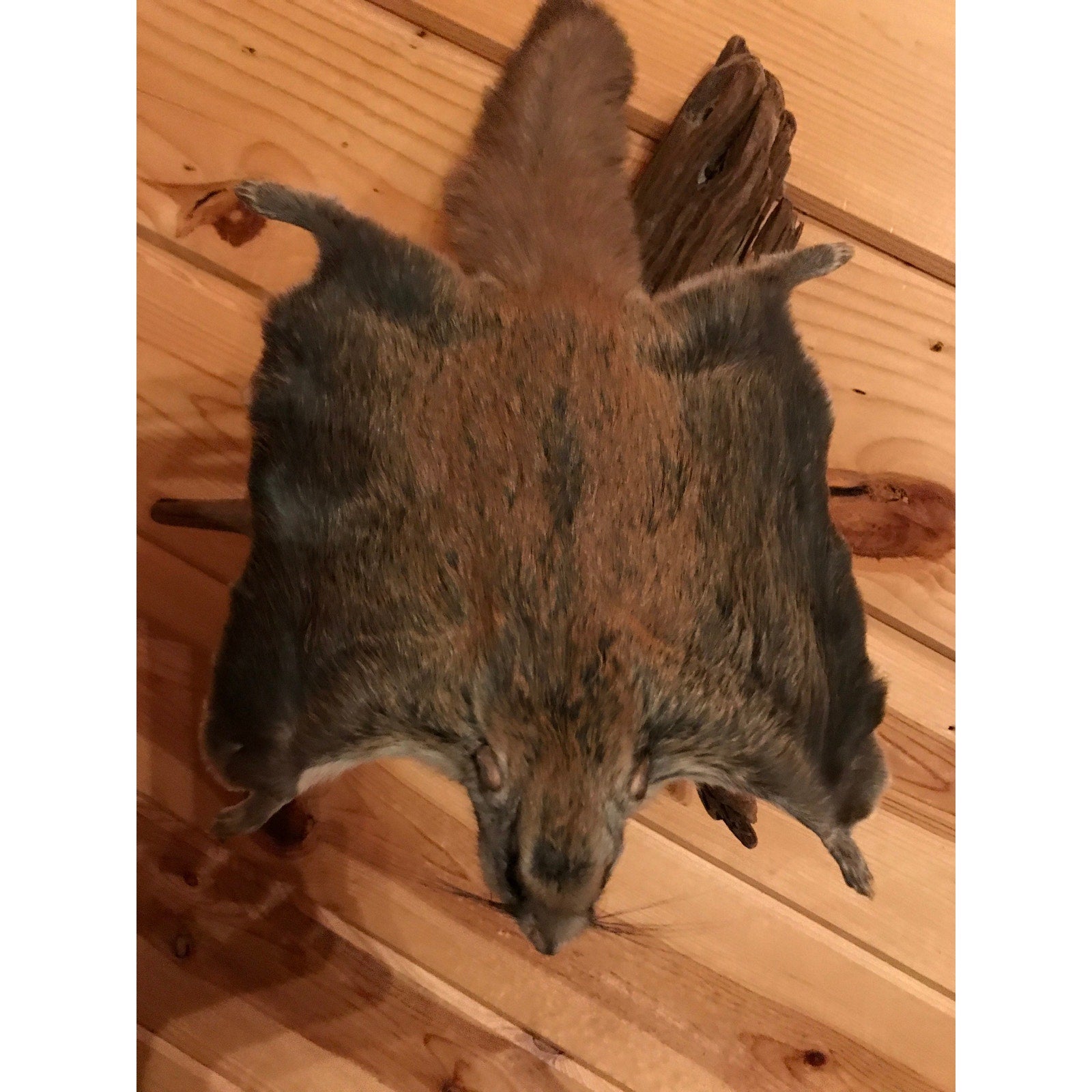 FHKUNZ230- Beautiful Adorable Flying Squirrel Small Animal Taxidermy mount