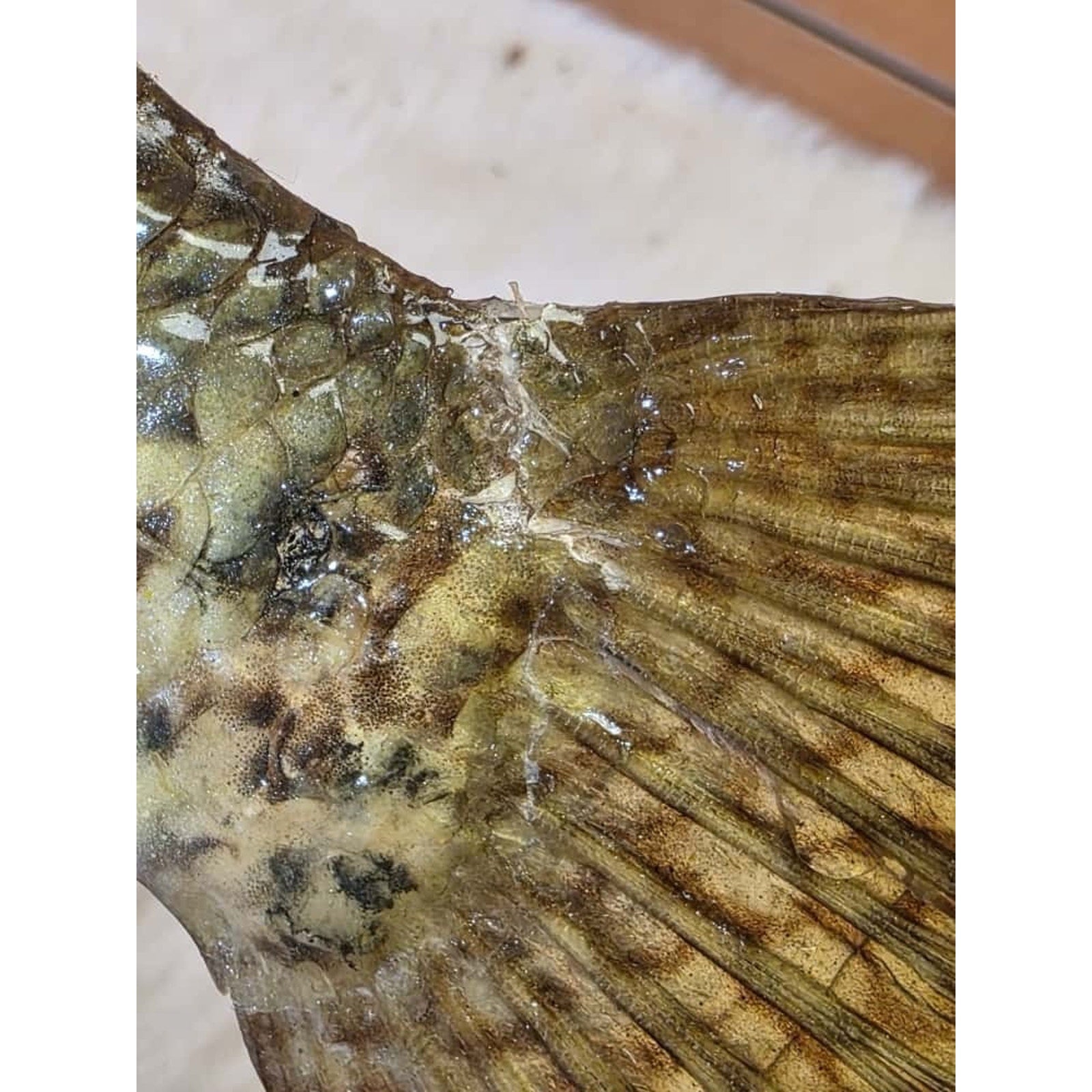 JTV227 - Real Skin Crappie Fish Taxidermy Mount 11.5”