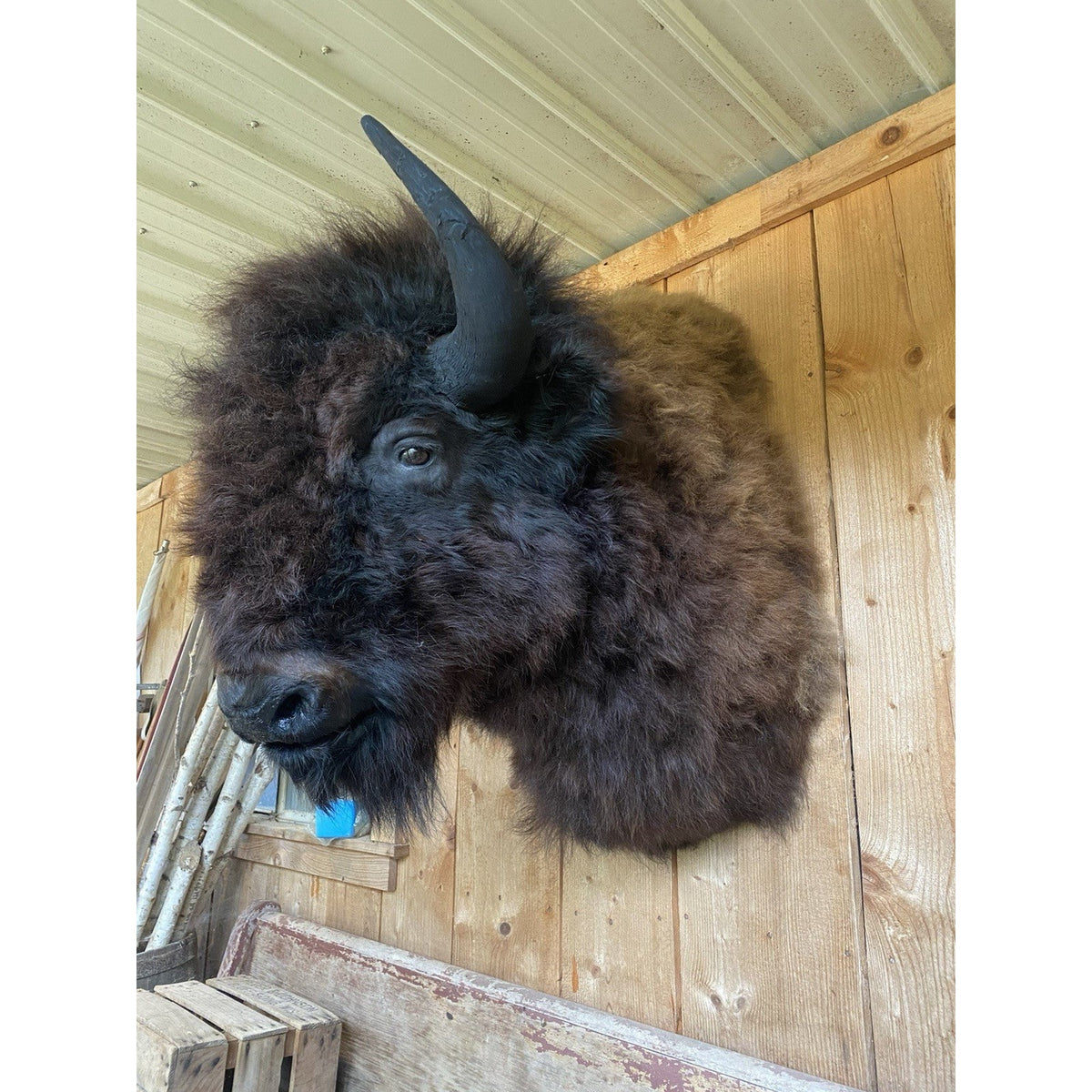 FHDAR600 - American Bison Buffalo Shoulder Mount Taxidermy