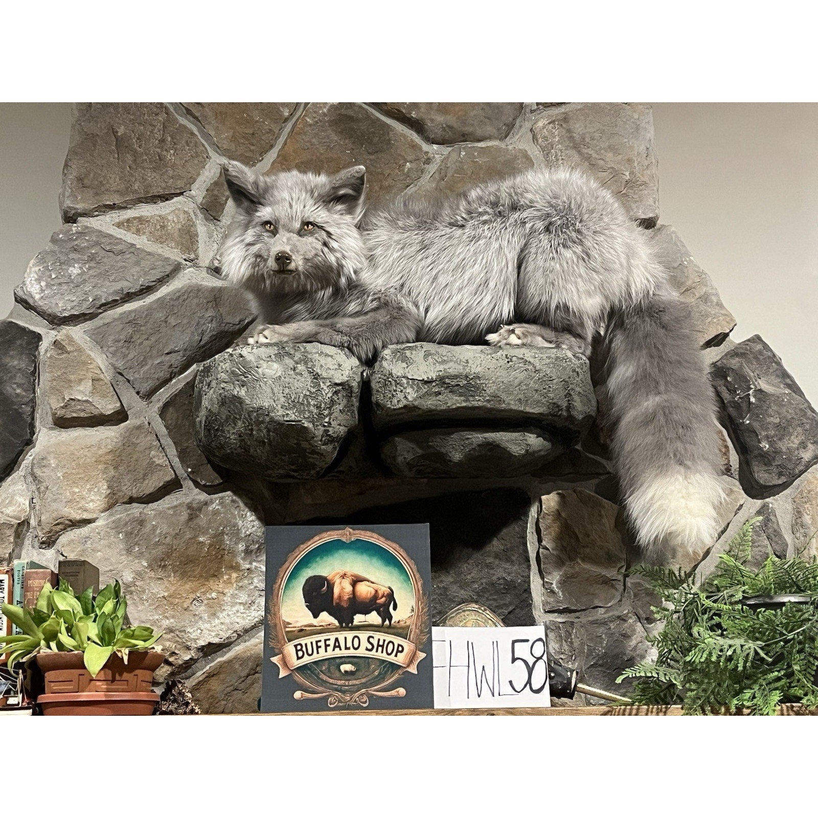 FHWL58 - Beautiful Grey Ranch Fox Taxidermy Full Body Mount