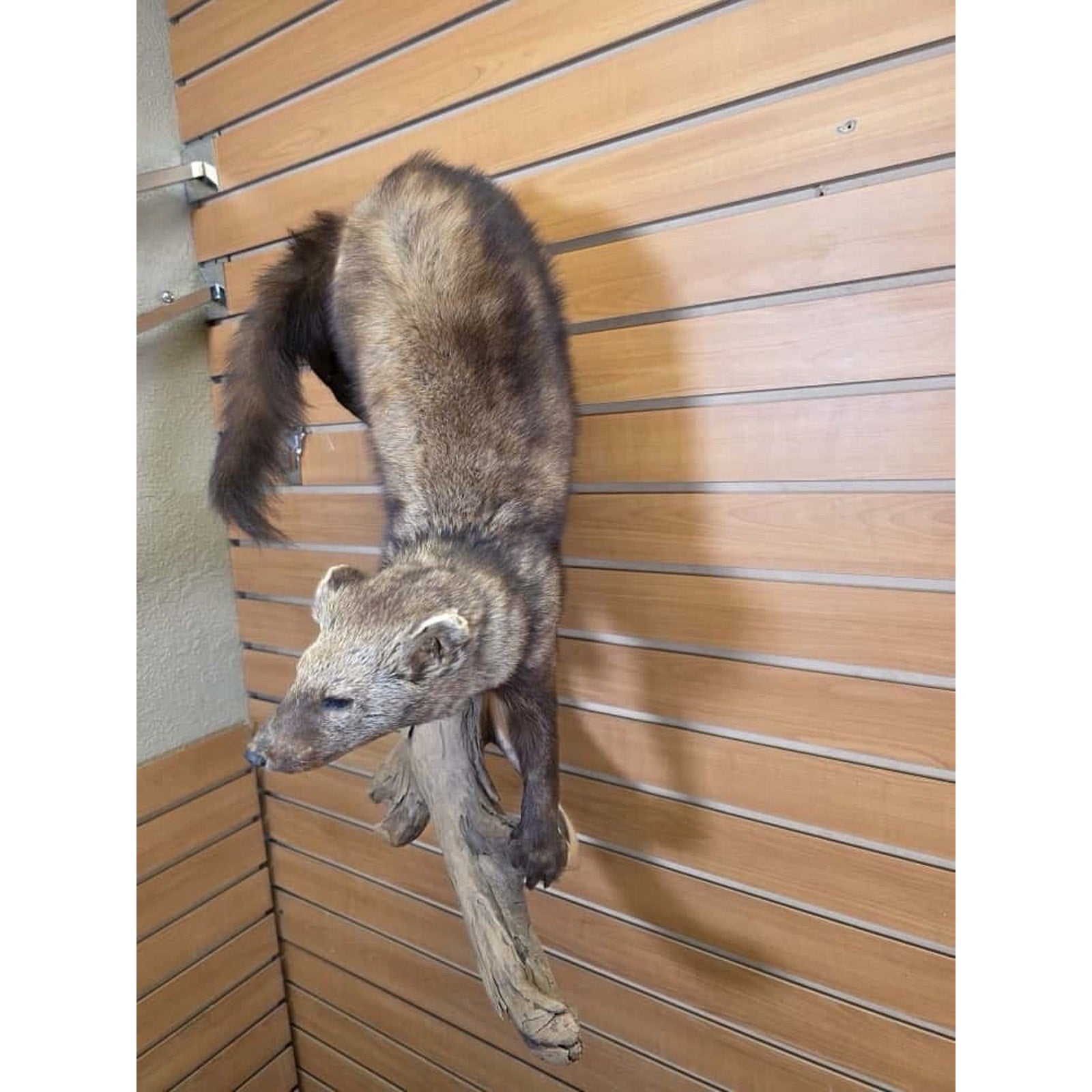 FHMN24 -Long Fur Fisher Taxidermy Mount