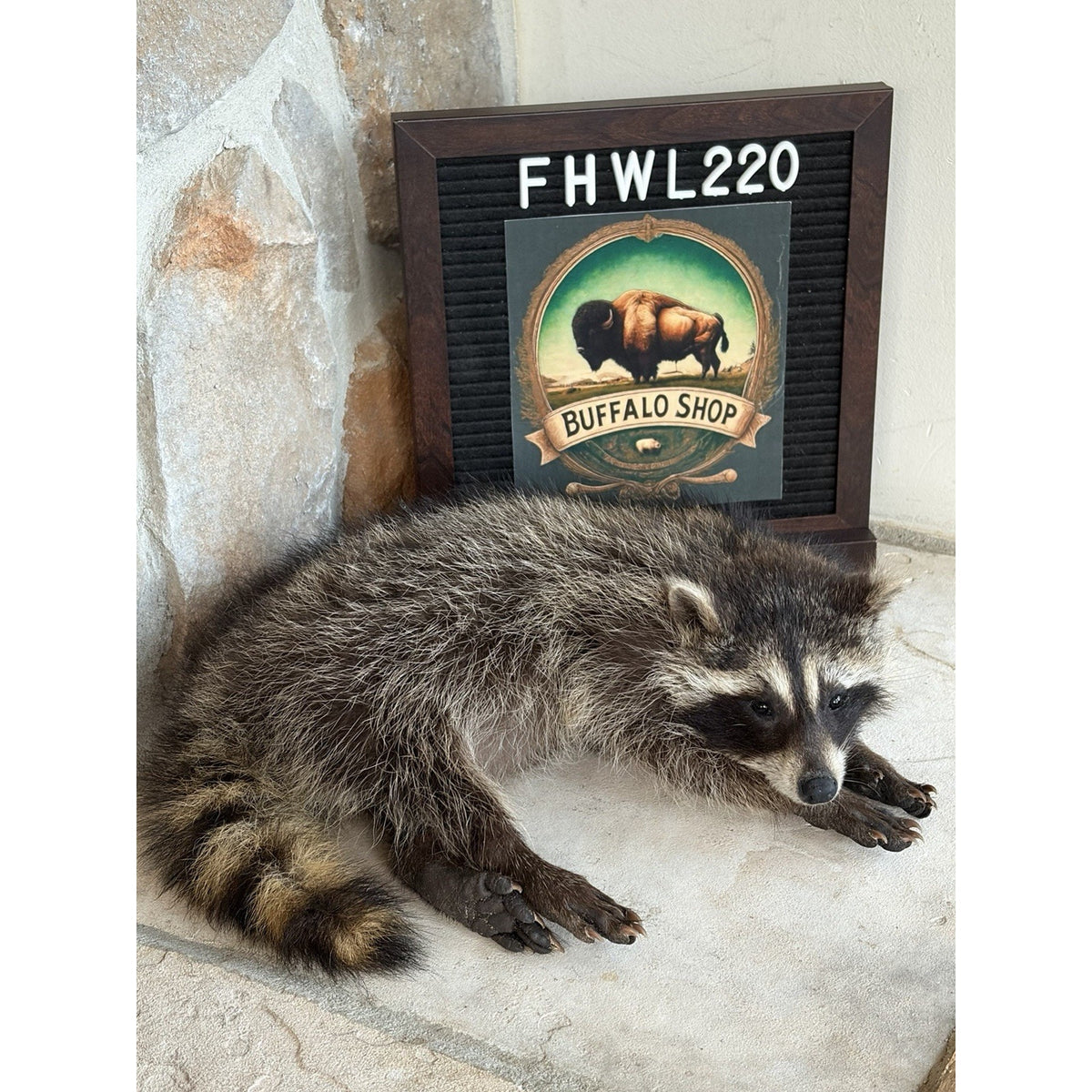 FHWL220 - baby Raccoon Taxidermy Mount