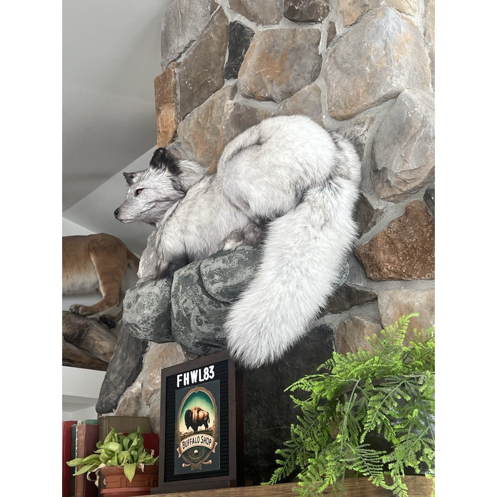 FHWL83 - Grey & White Ranch Fox Taxidermy Full Body Mount