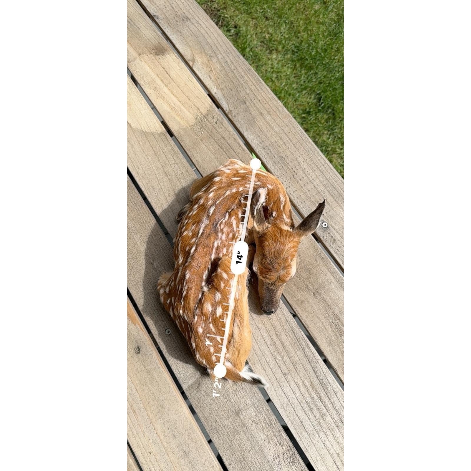 FHWAF4 - Fawn Lifesize Taxidermy Mount